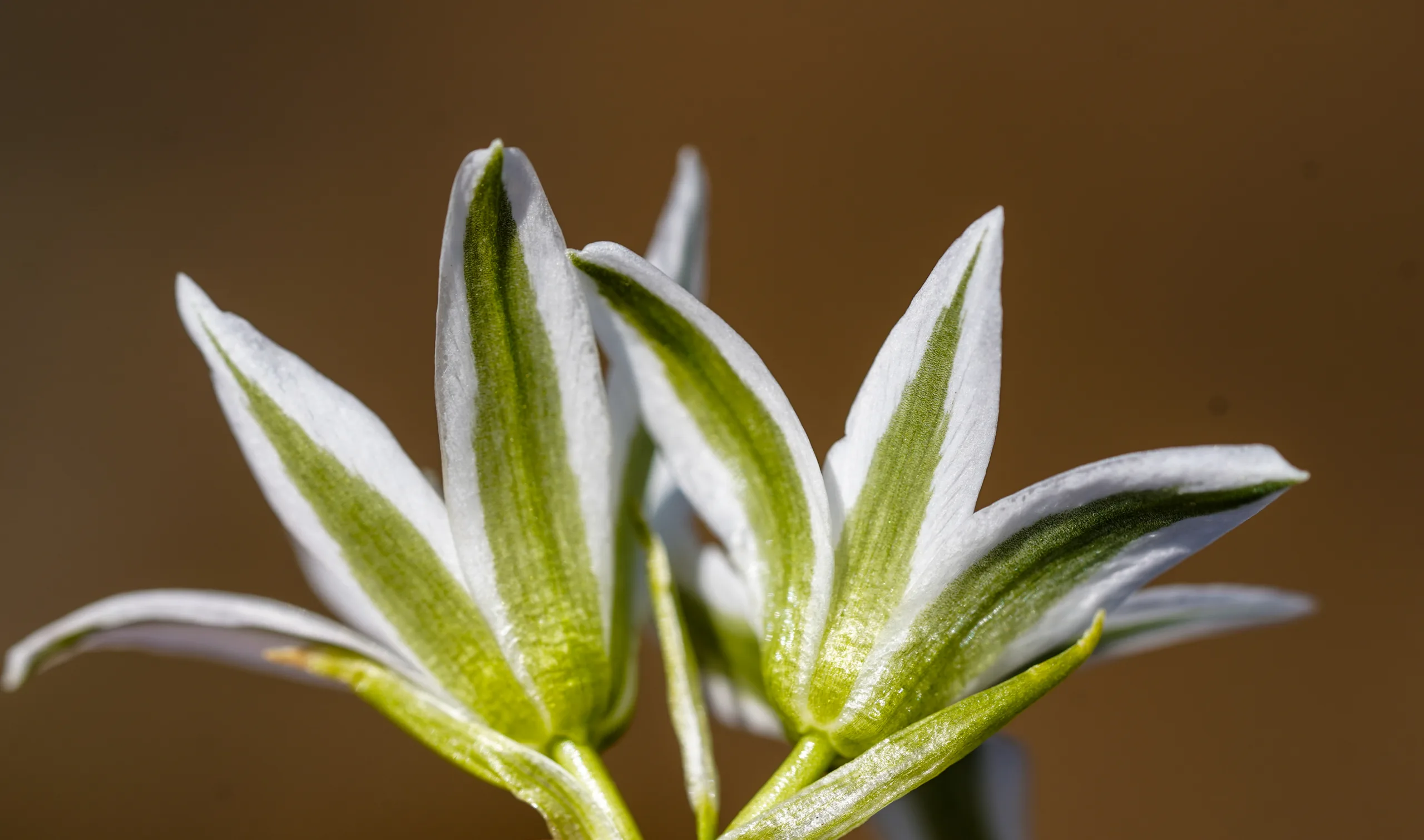 Ornithogalum pascheanum