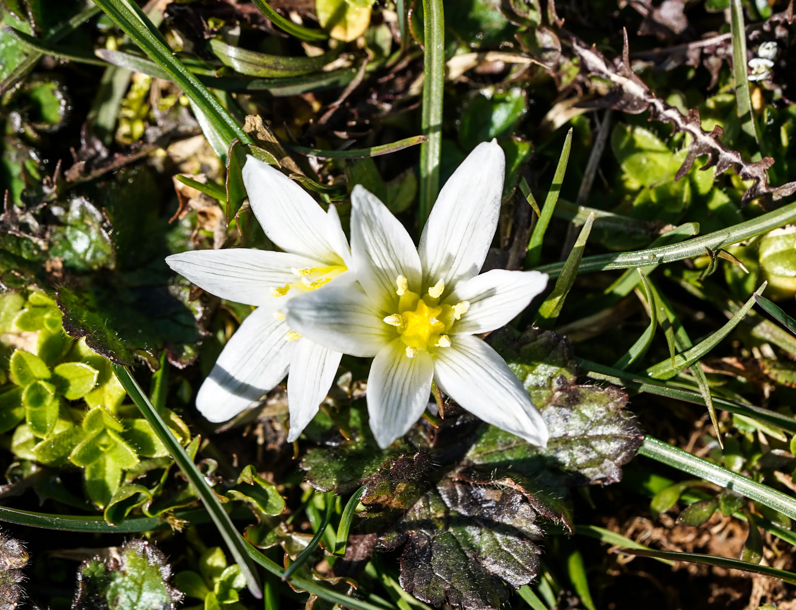 Ornithogalum pascheanum (Abant yıldızı)