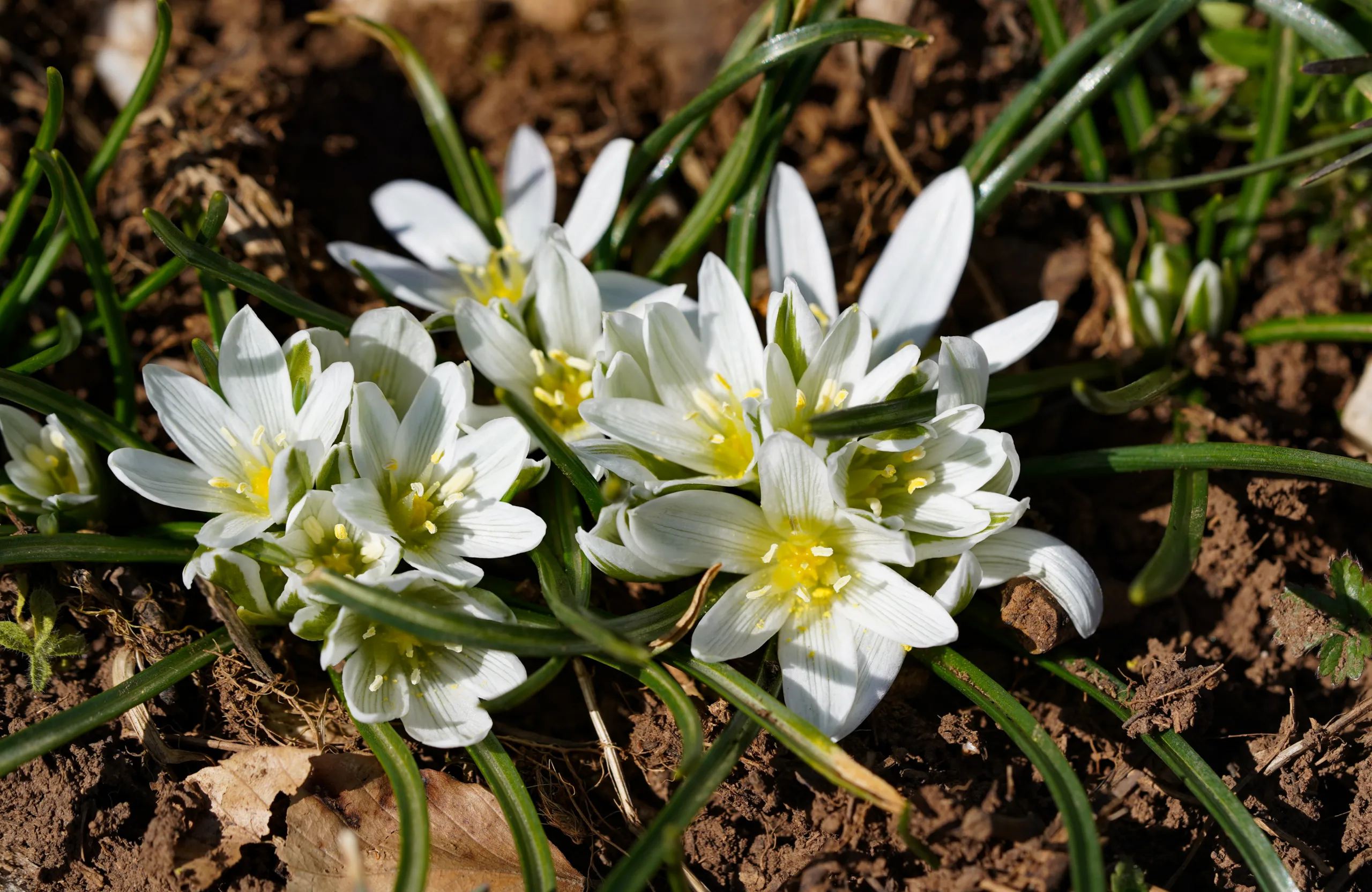 Ornithogalum pascheanum