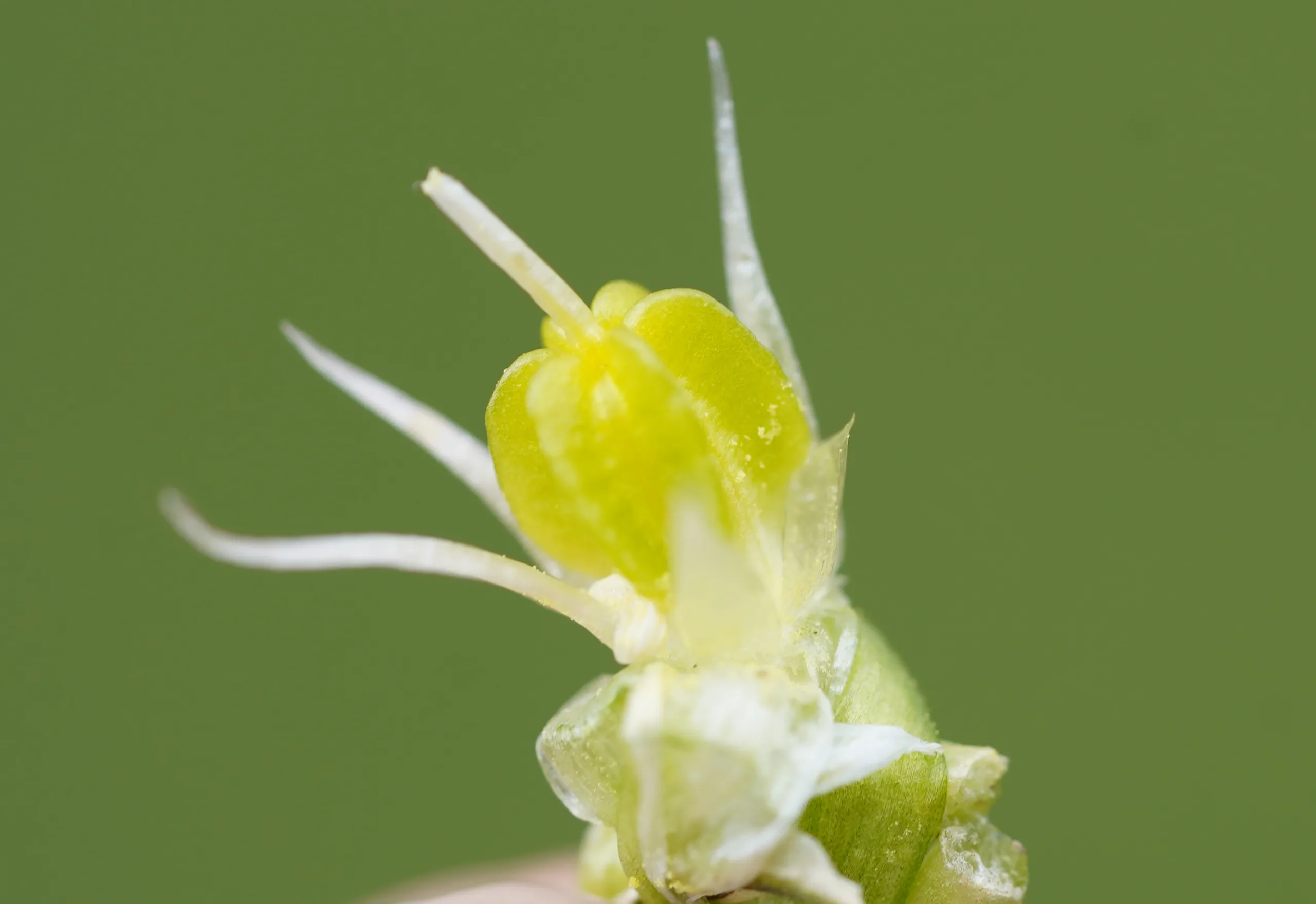 Ornithogalum pascheanum