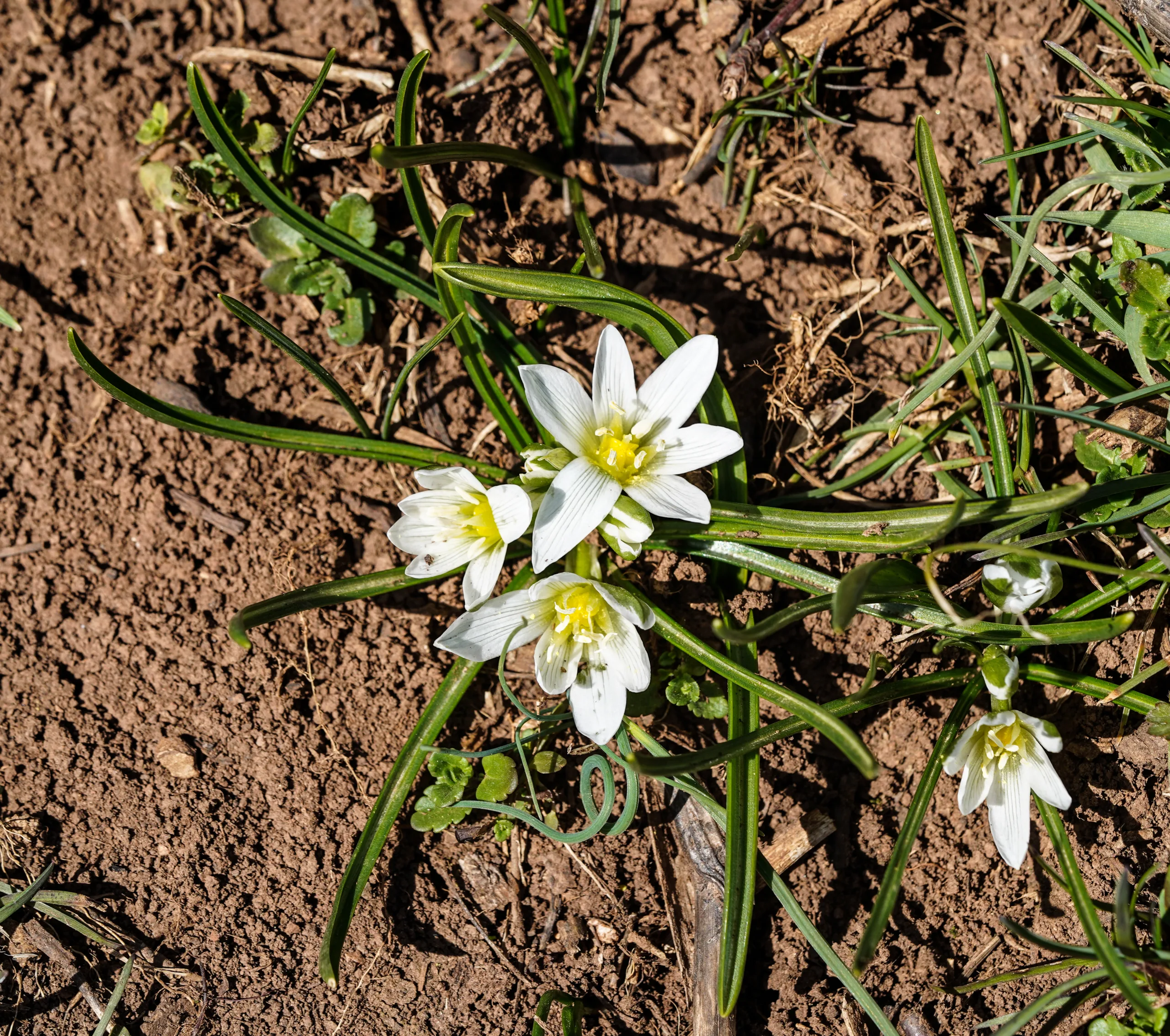 Ornithogalum pascheanum