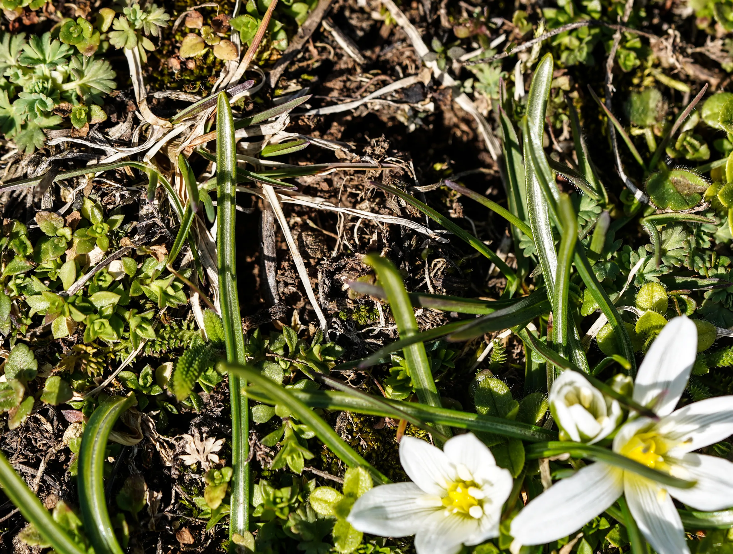Ornithogalum pascheanum