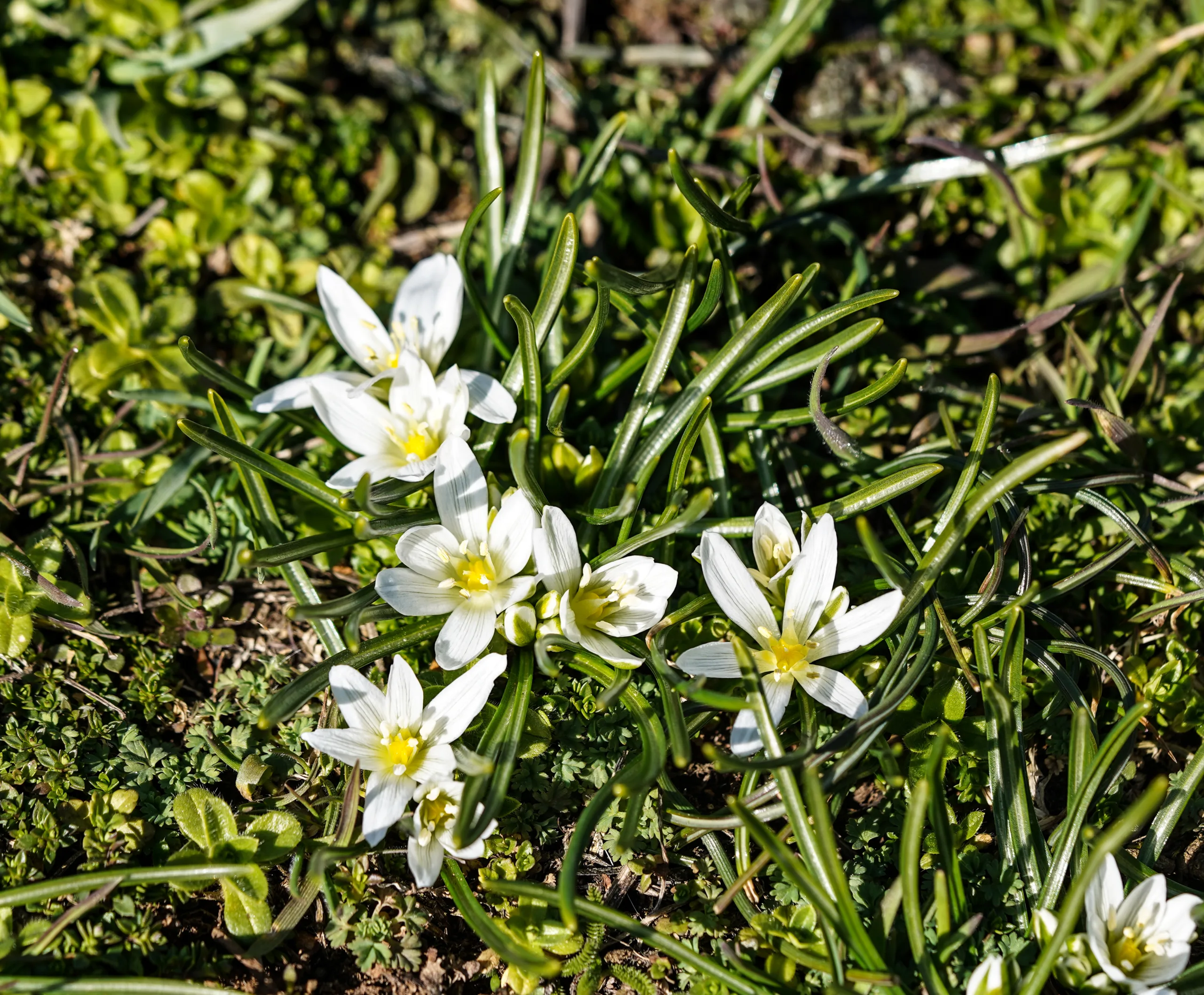 Ornithogalum pascheanum
