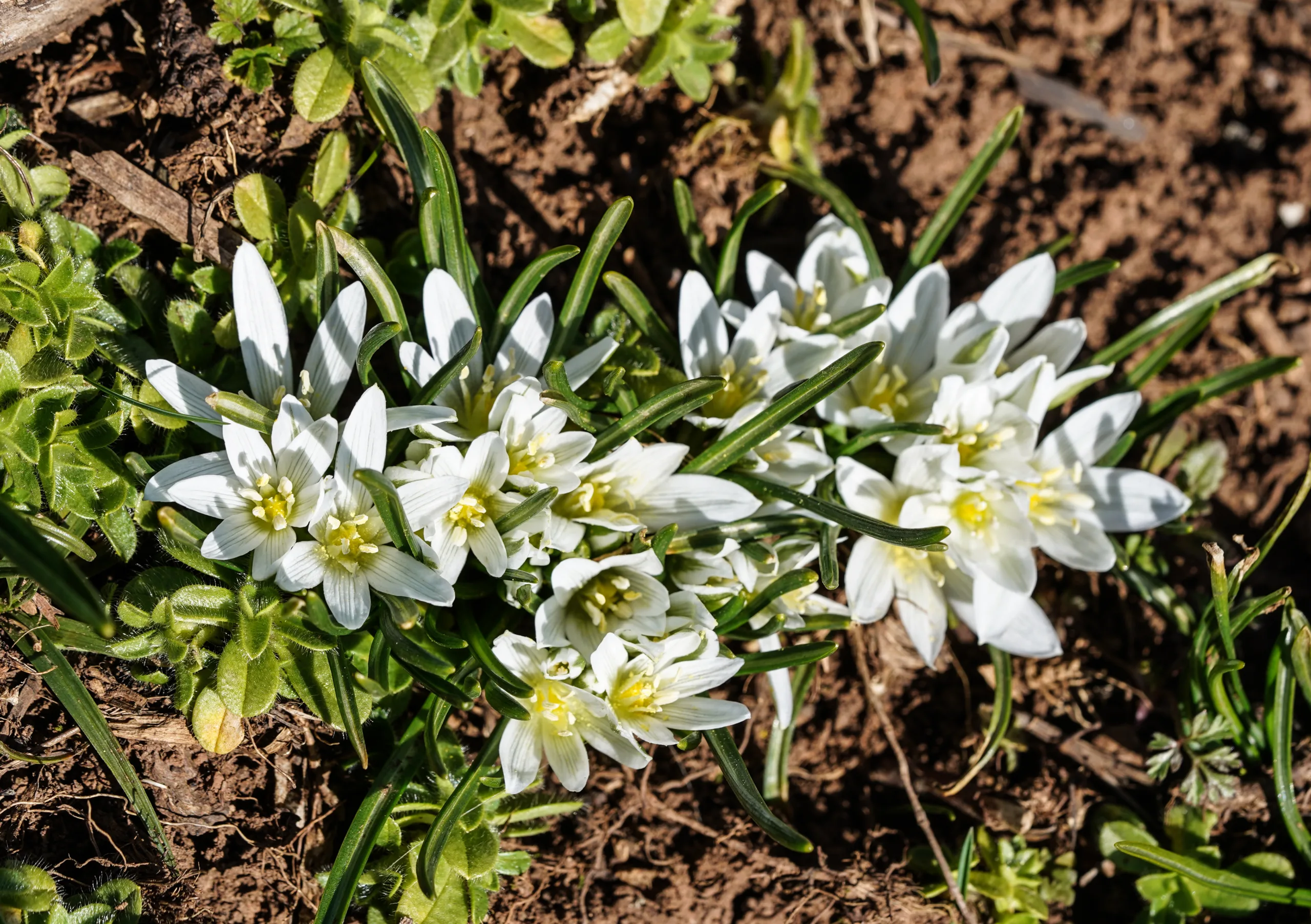 Ornithogalum pascheanum