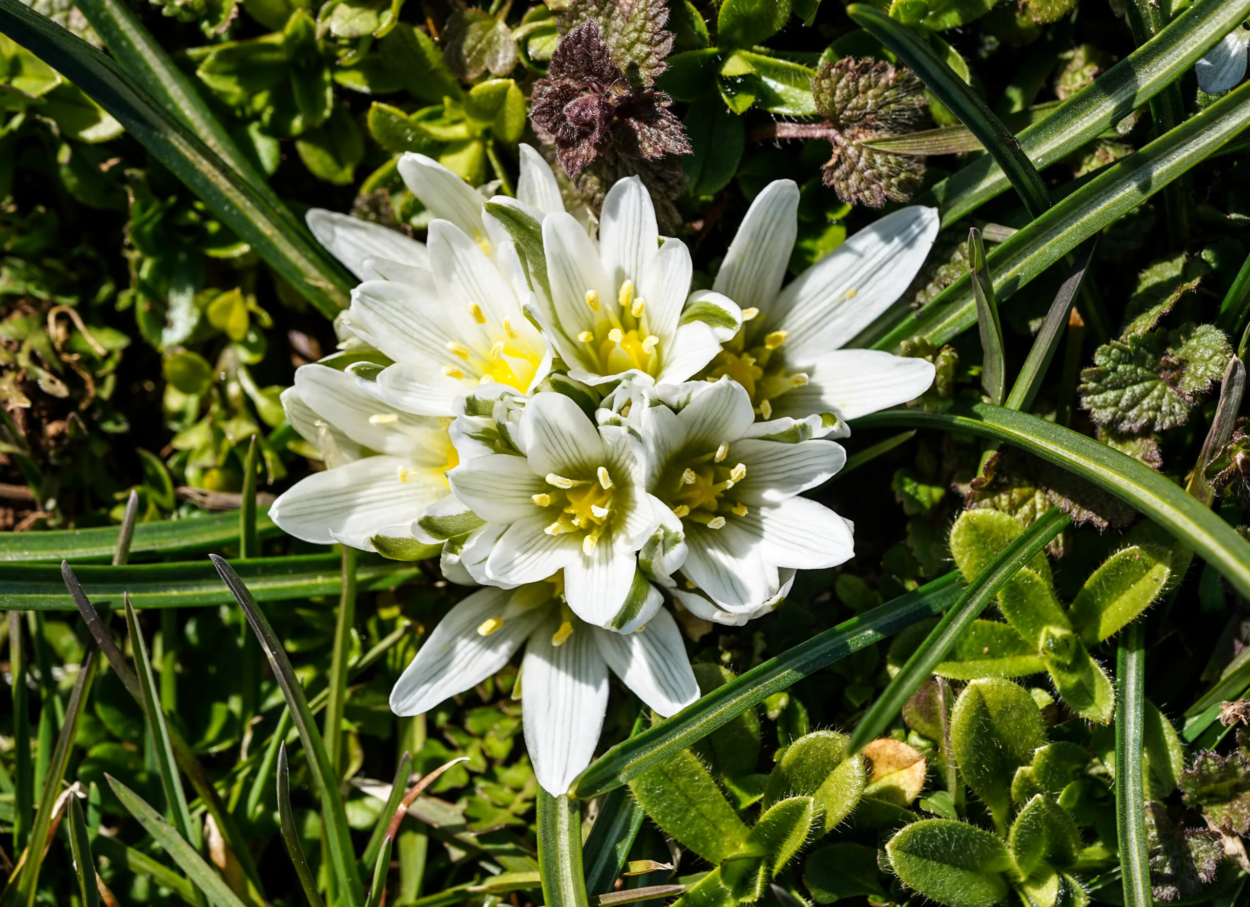 Ornithogalum pascheanum