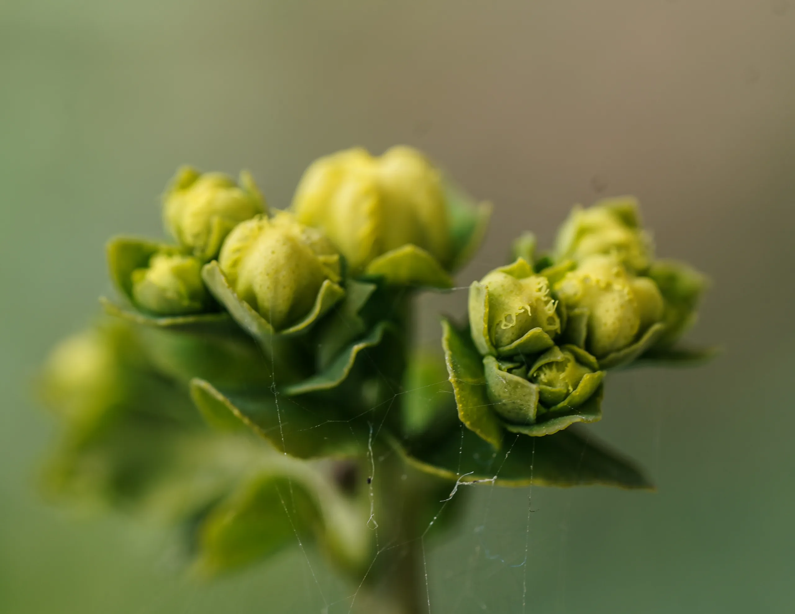 Ruta chalepensis
