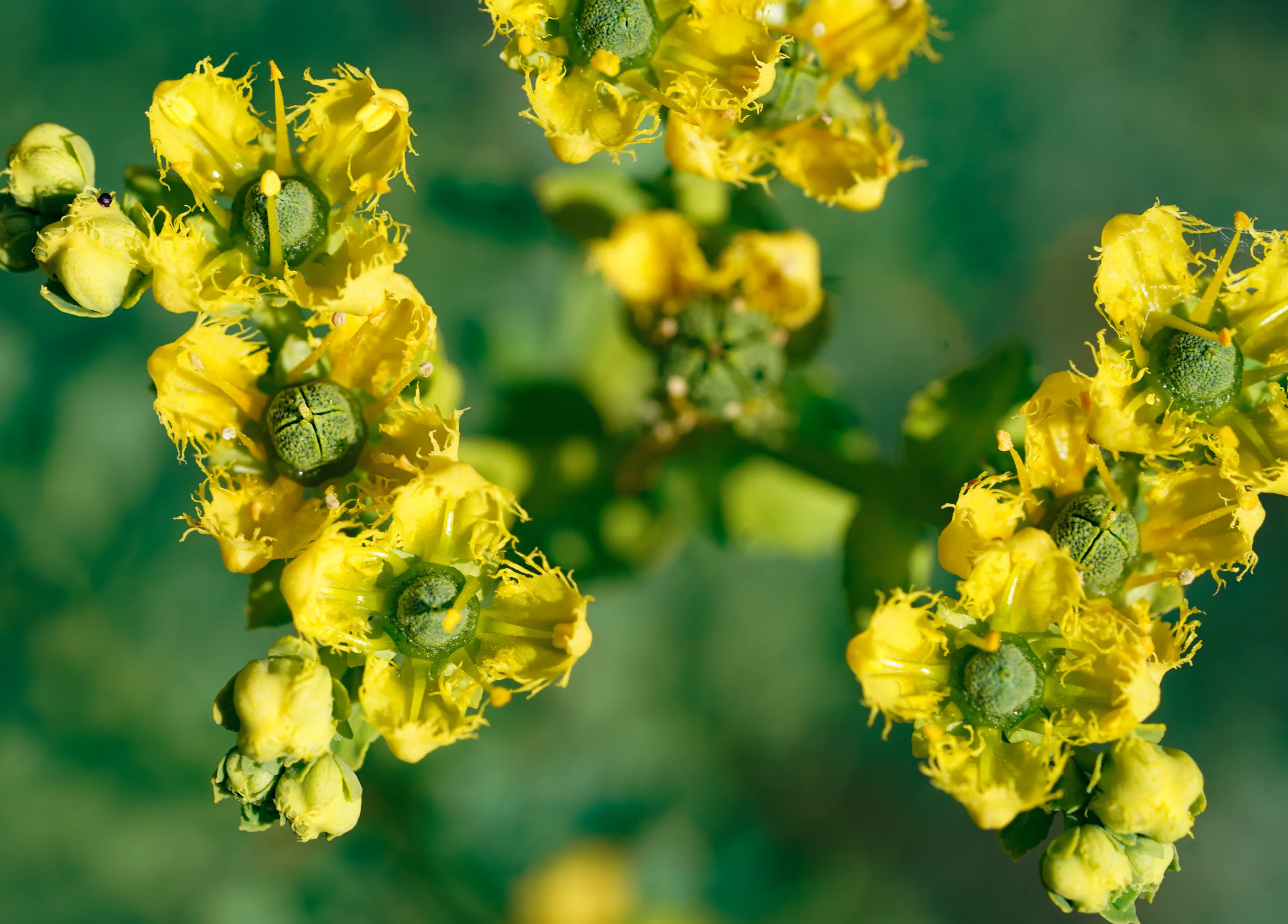Ruta chalepensis