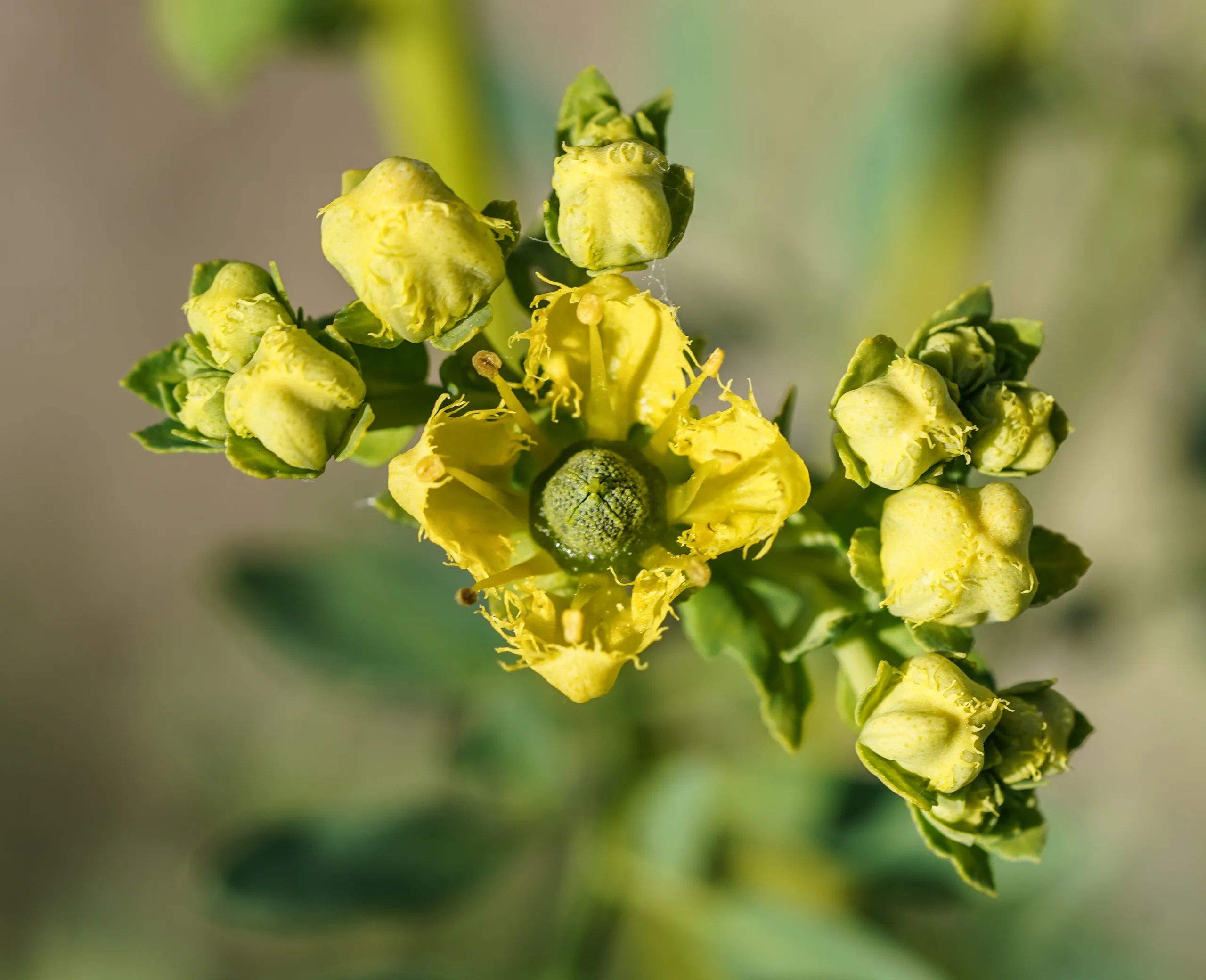 Ruta chalepensis (Kokar sedefotu)