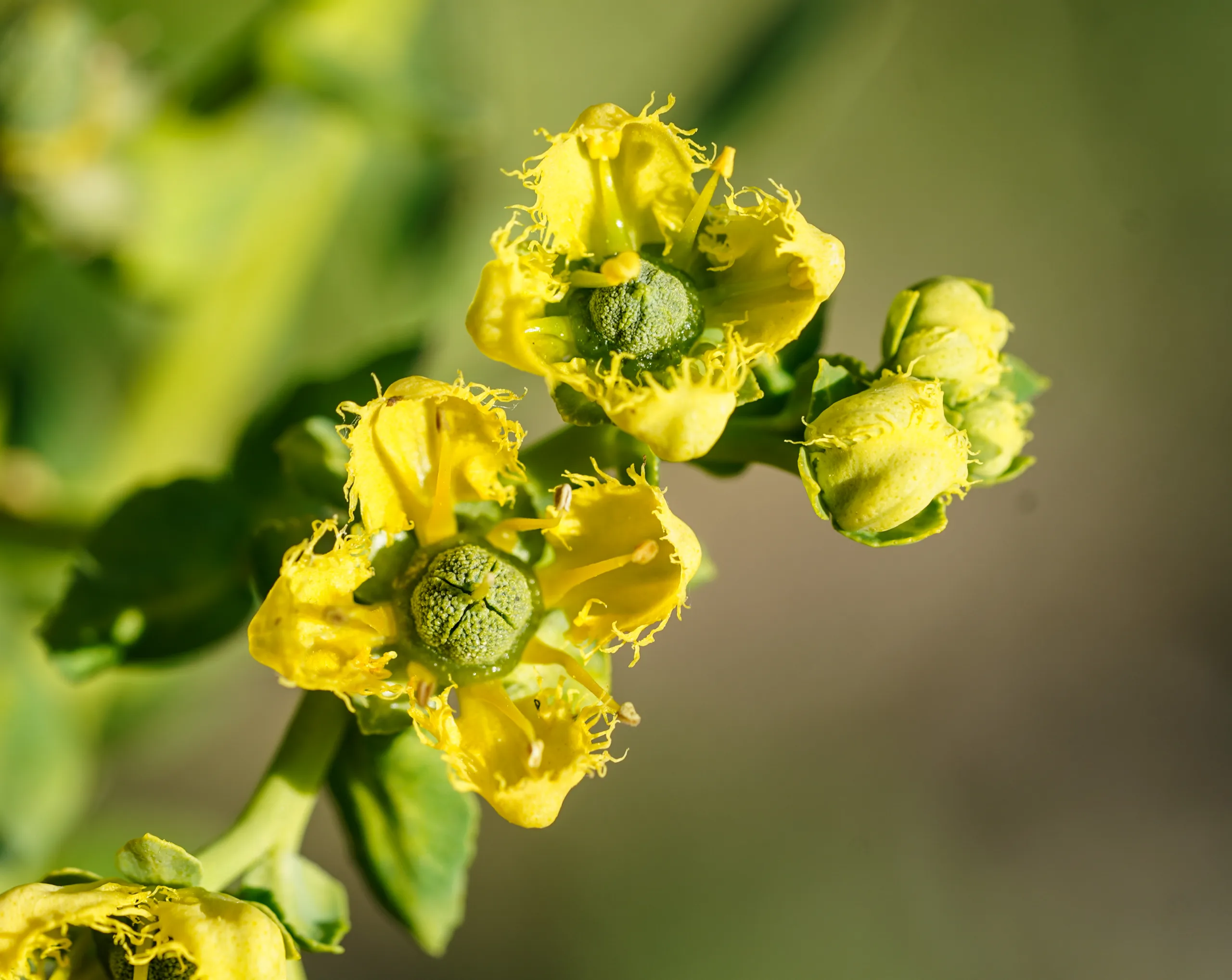 Ruta chalepensis