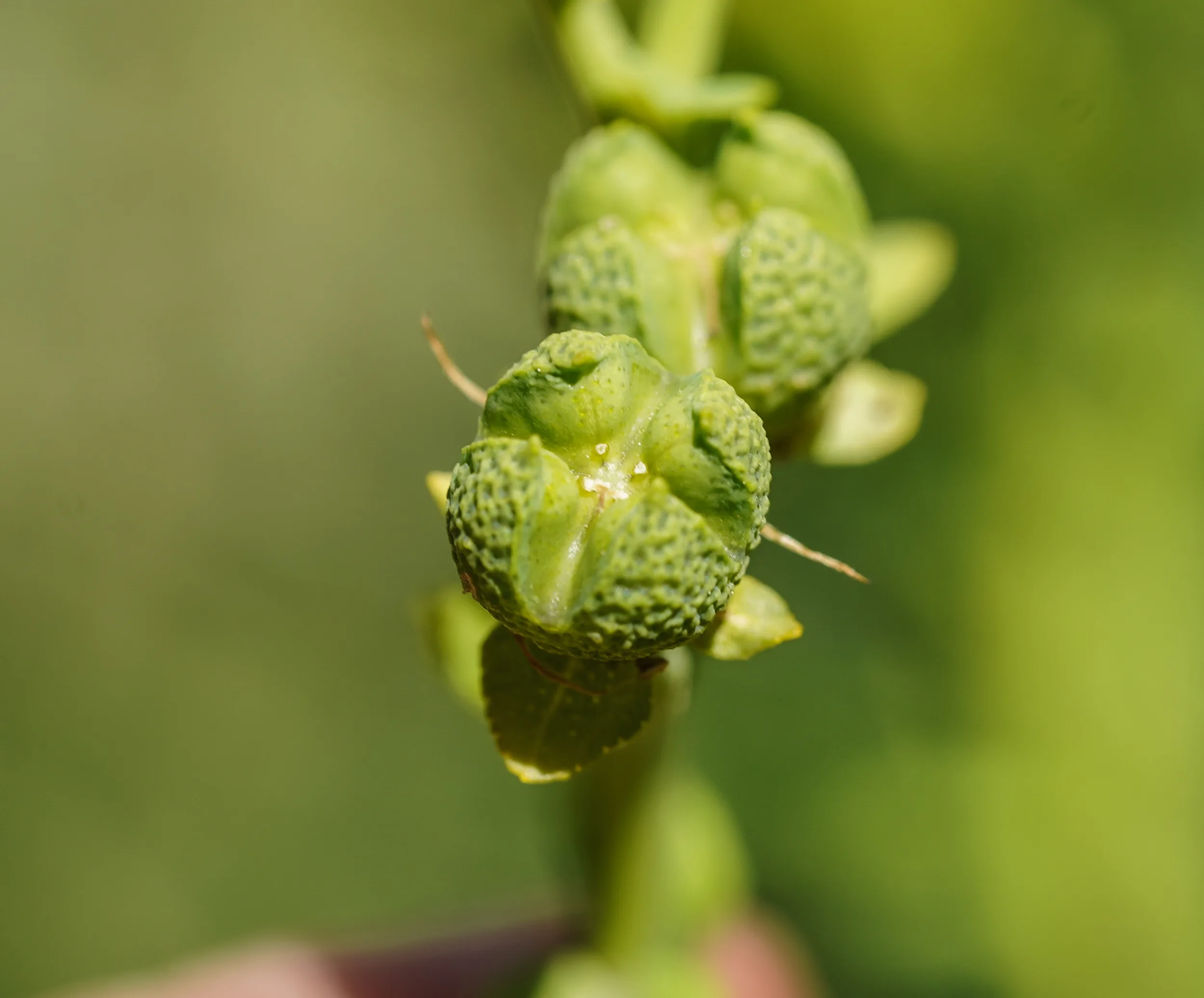 Ruta chalepensis