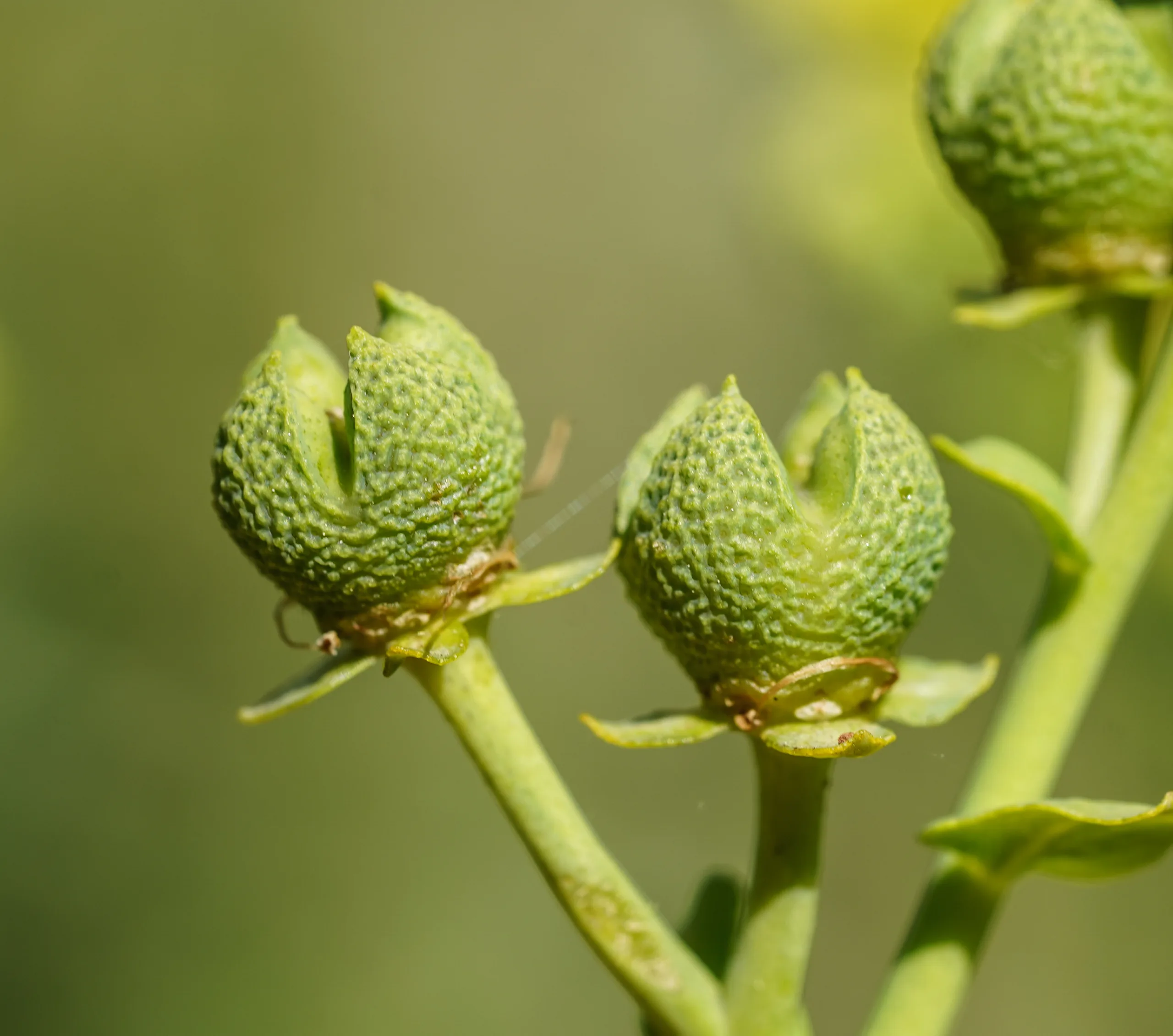 Ruta chalepensis