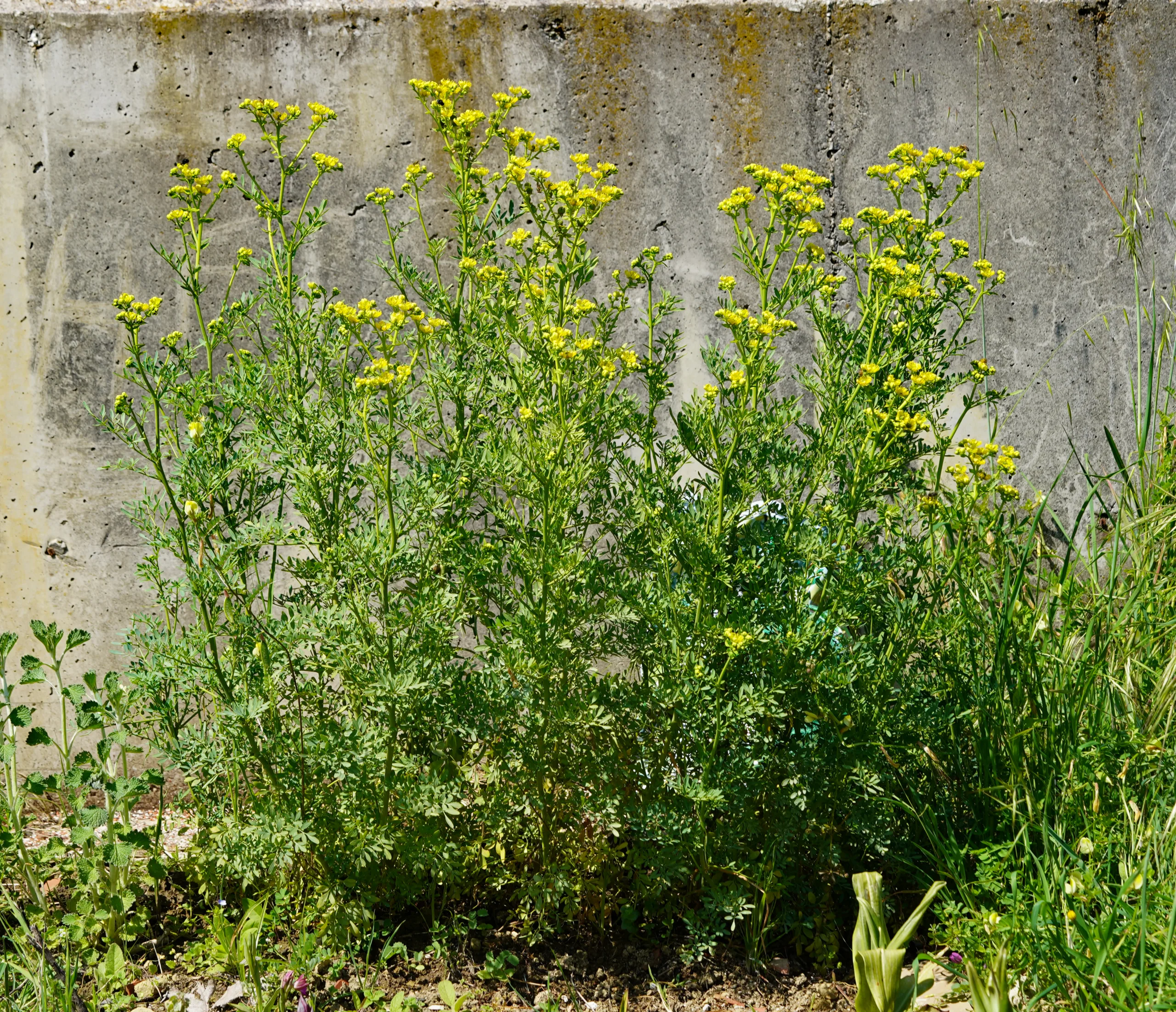 Ruta chalepensis