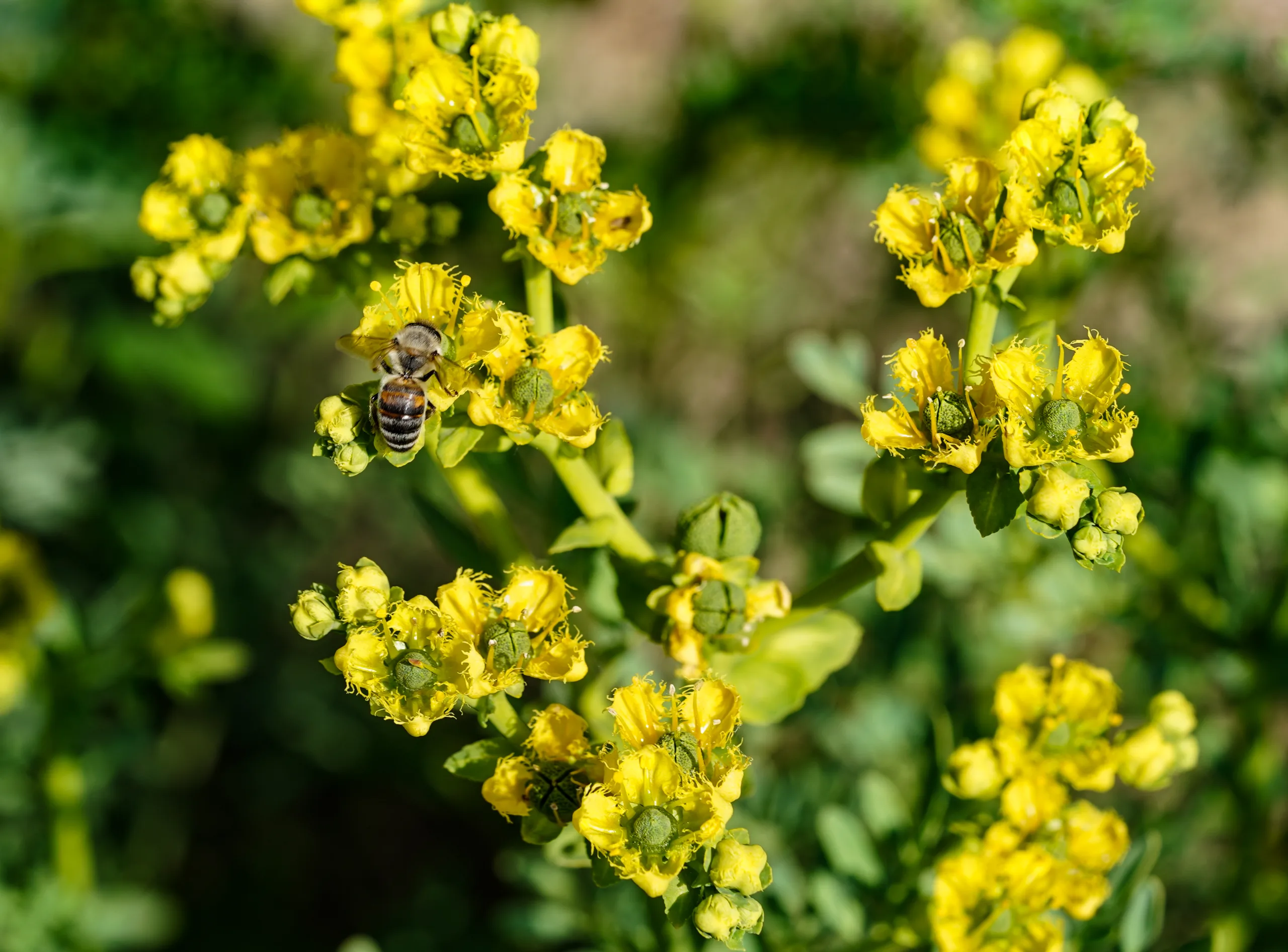 Ruta chalepensis