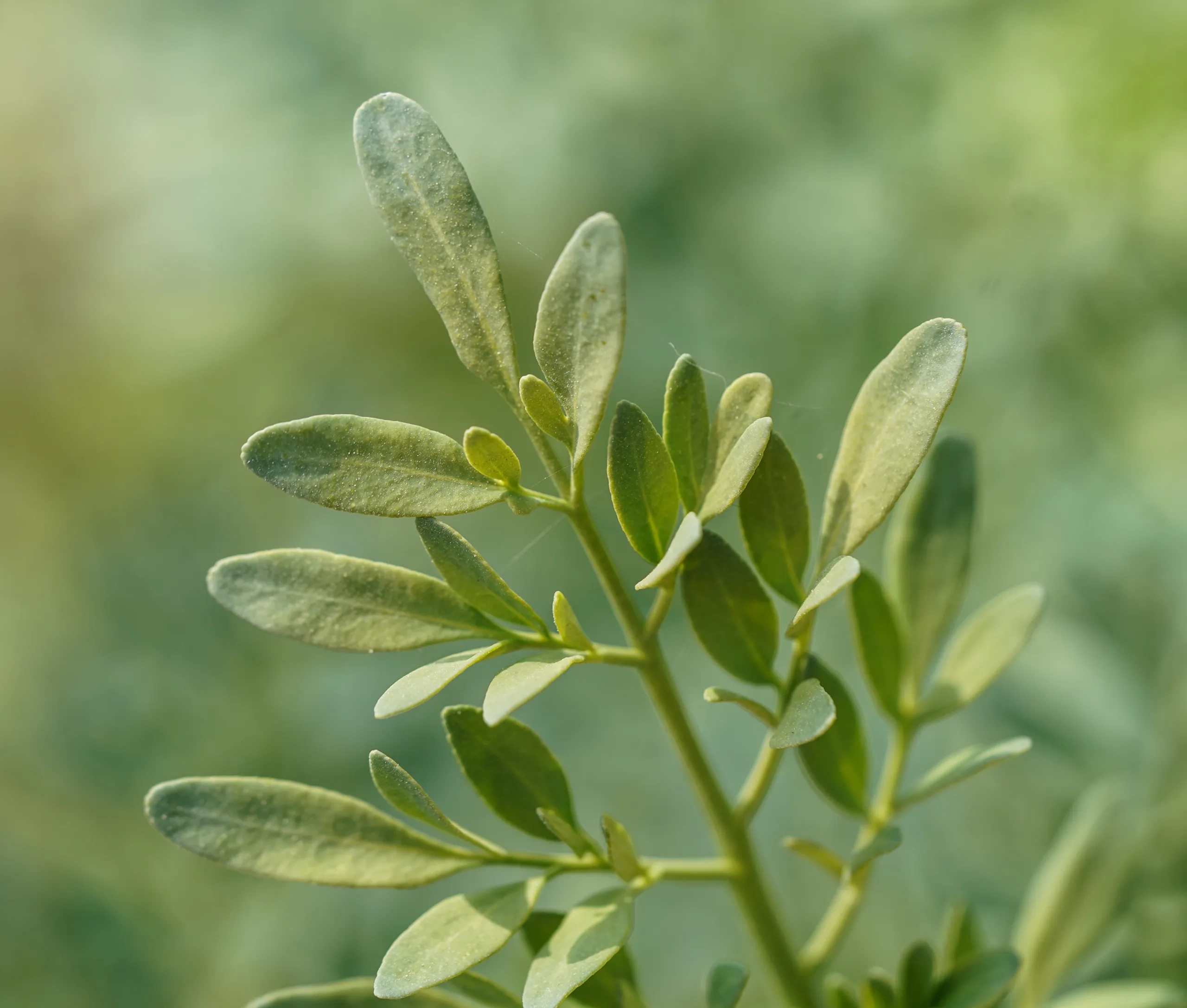 Ruta chalepensis