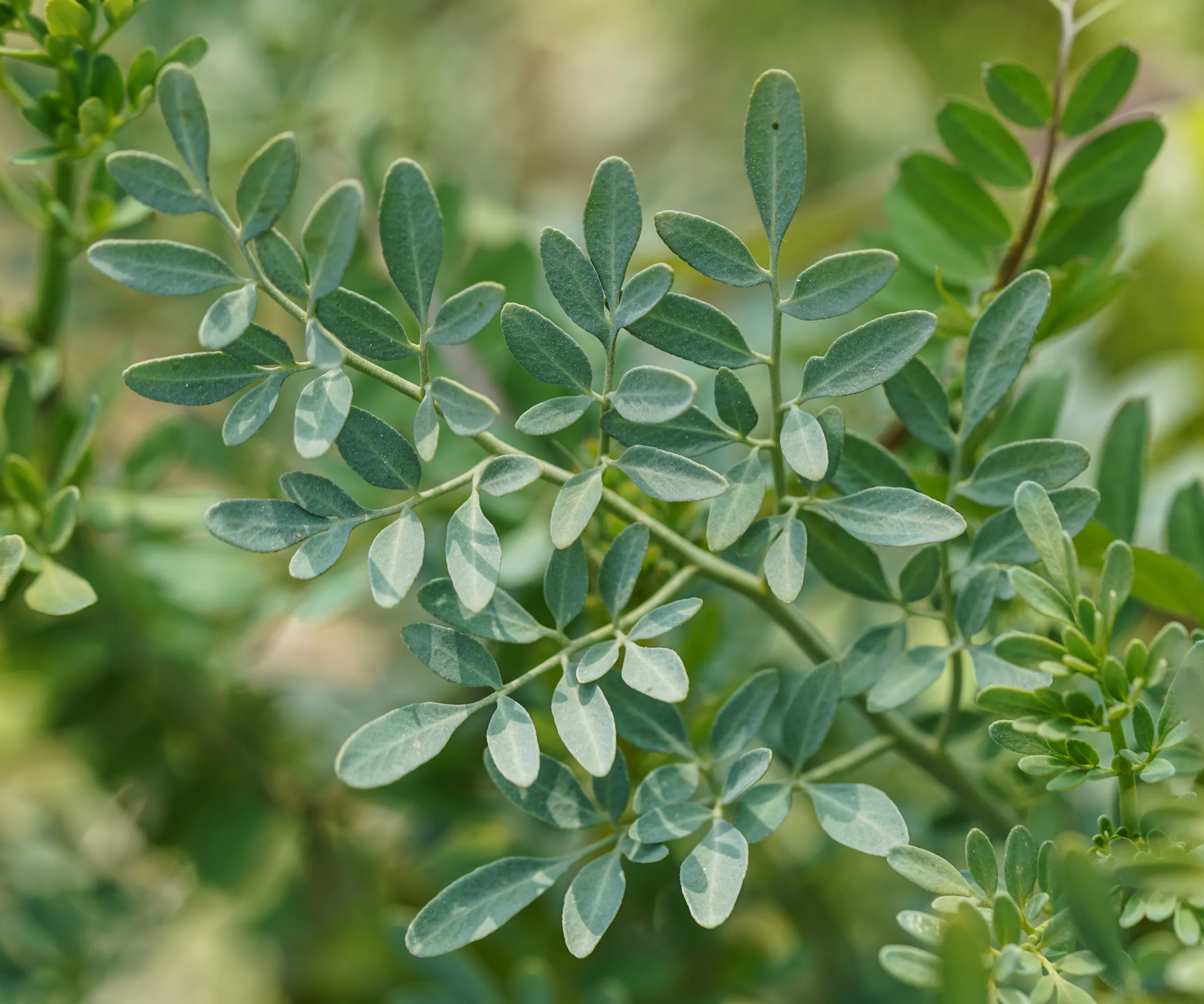 Ruta chalepensis