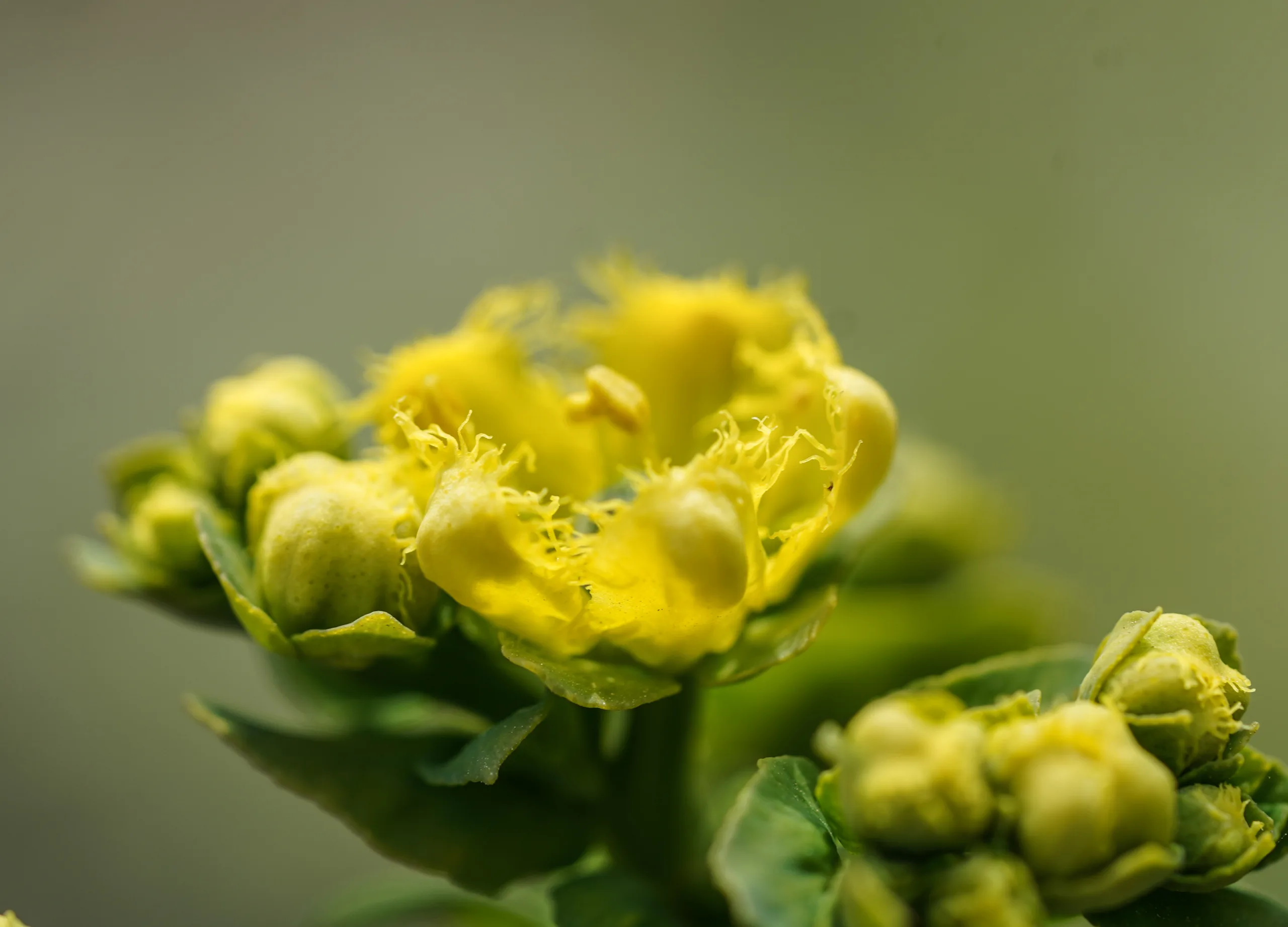 Ruta chalepensis