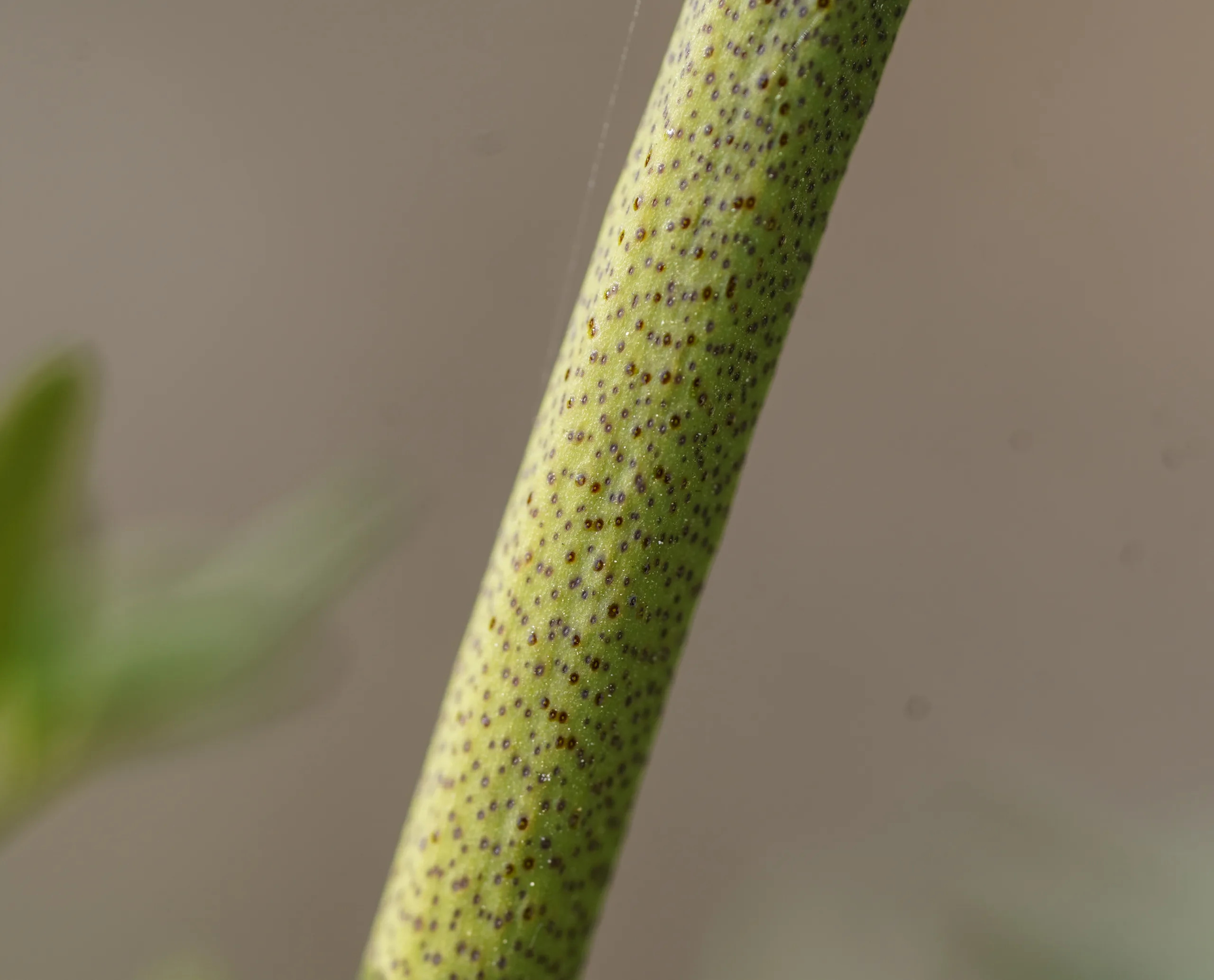 Ruta chalepensis