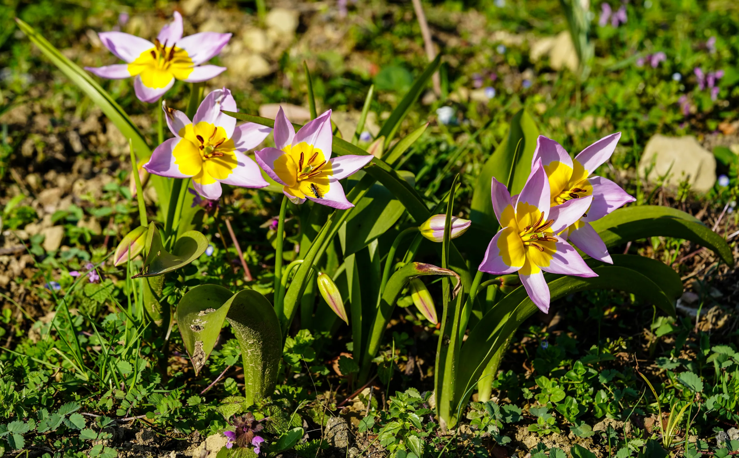 Tulipa saxatilis