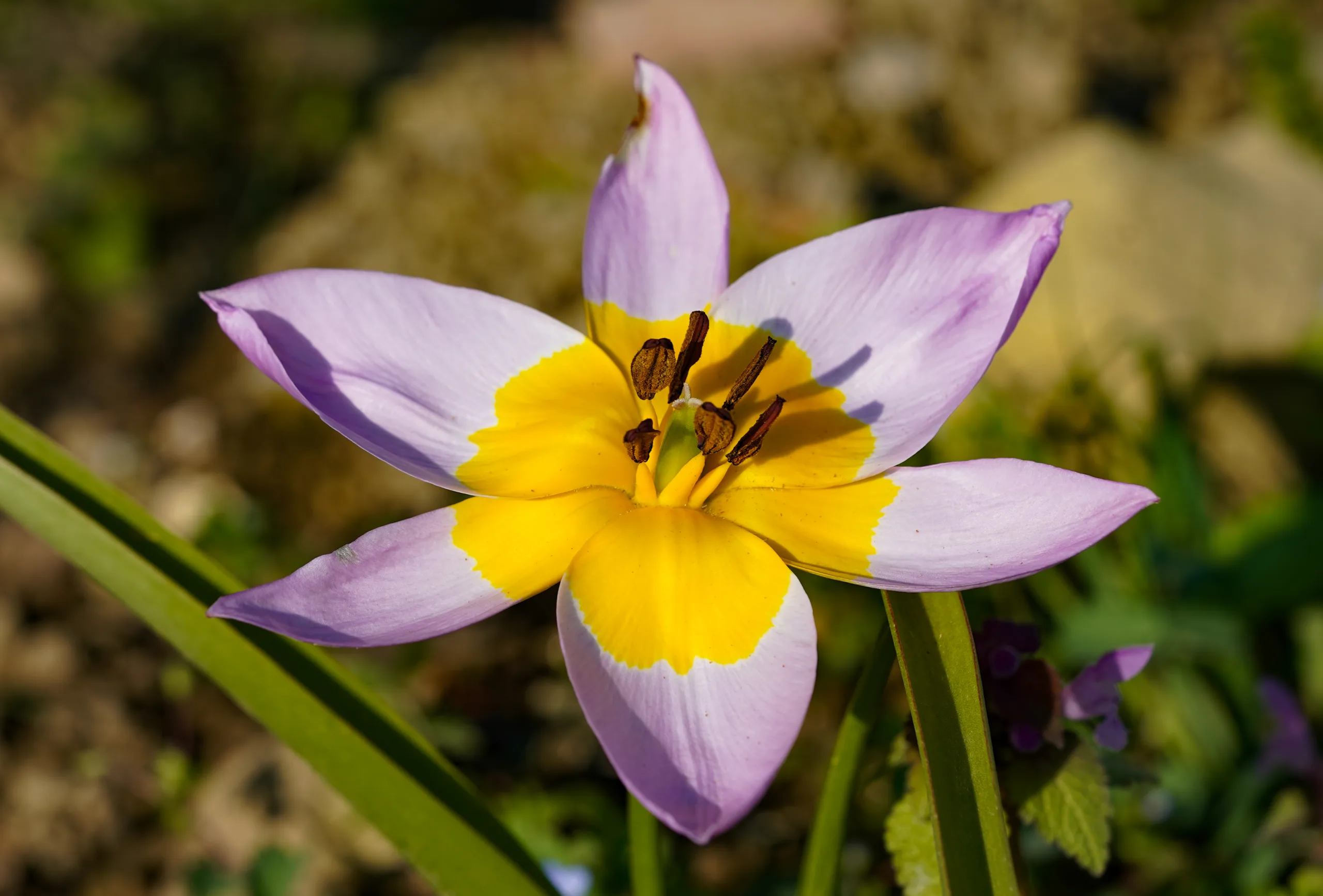 Tulipa saxatilis