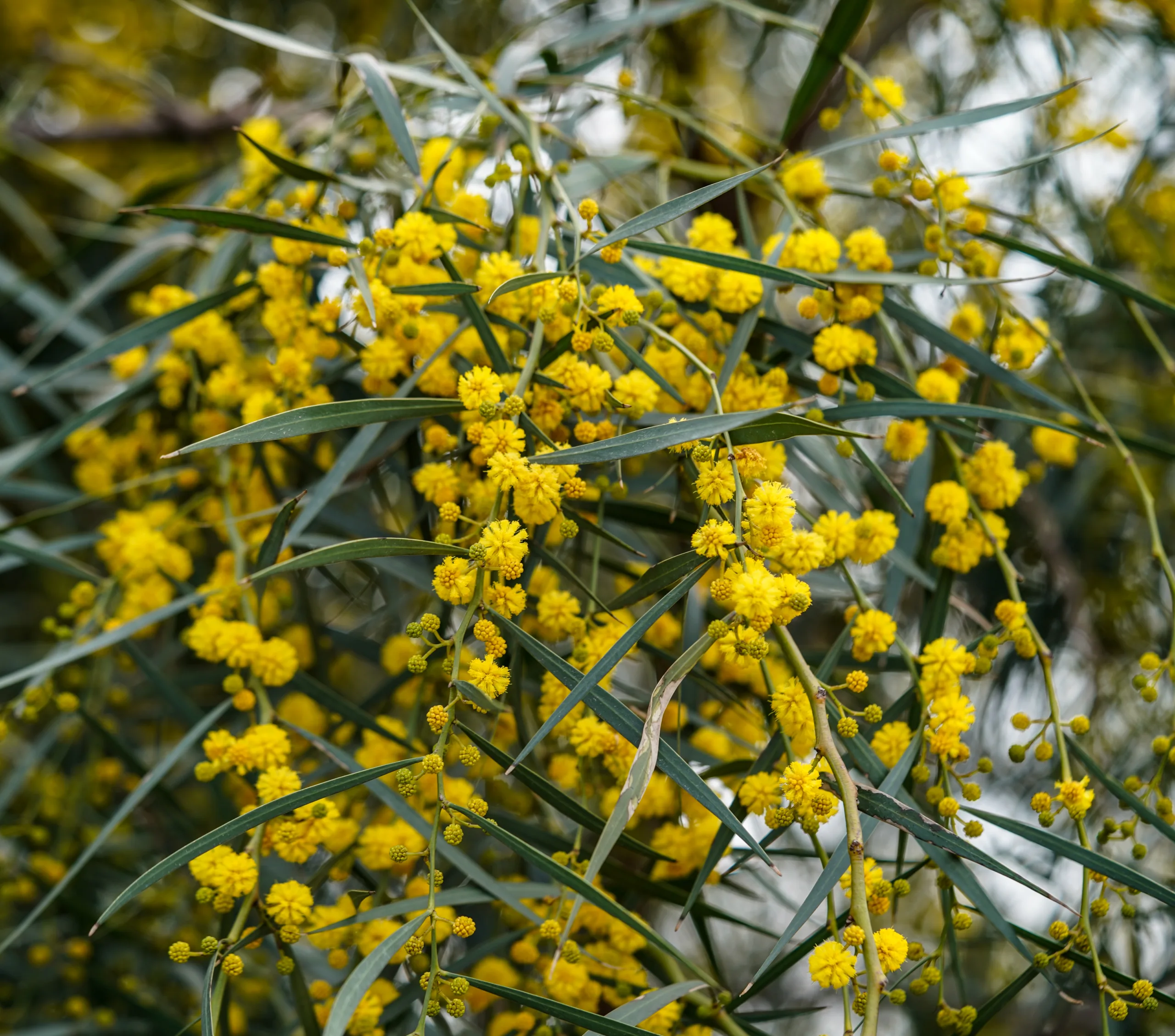 Acacia saligna