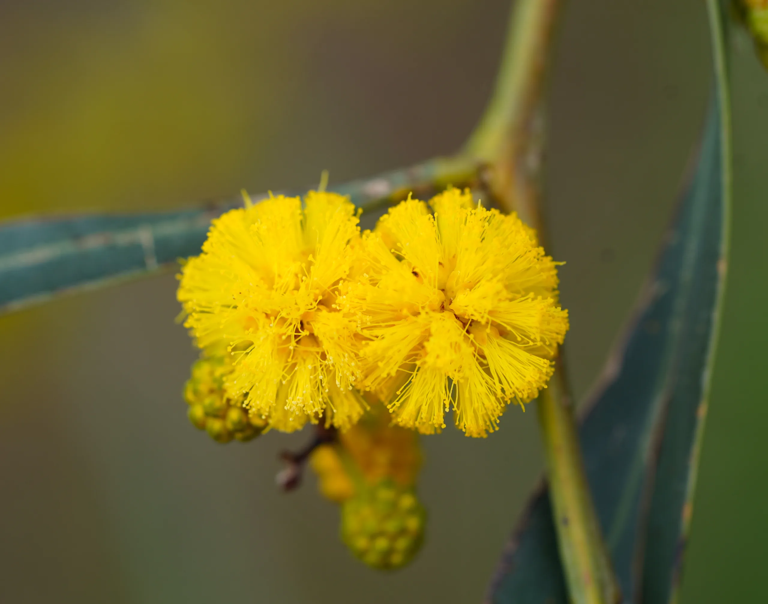 Acacia saligna