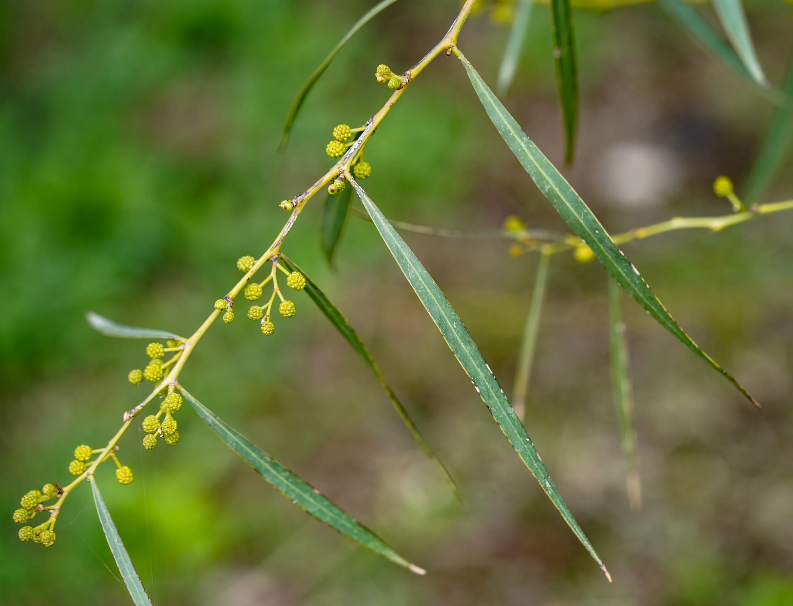Acacia saligna