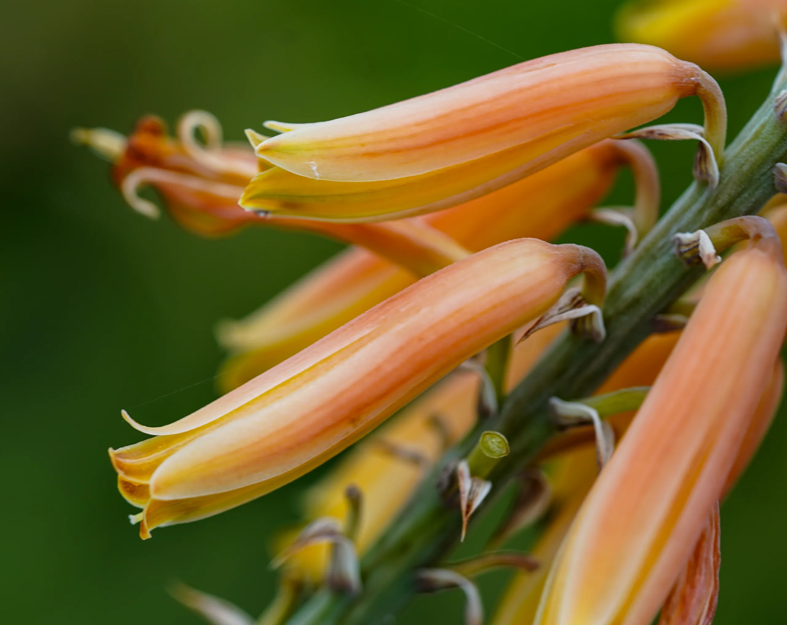 Aloe vera (Sarı sabır)