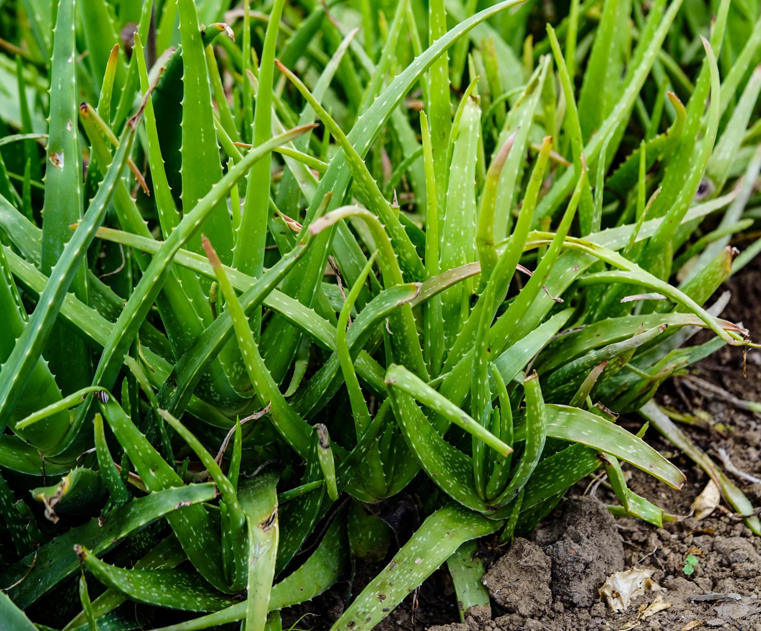Aloe vera