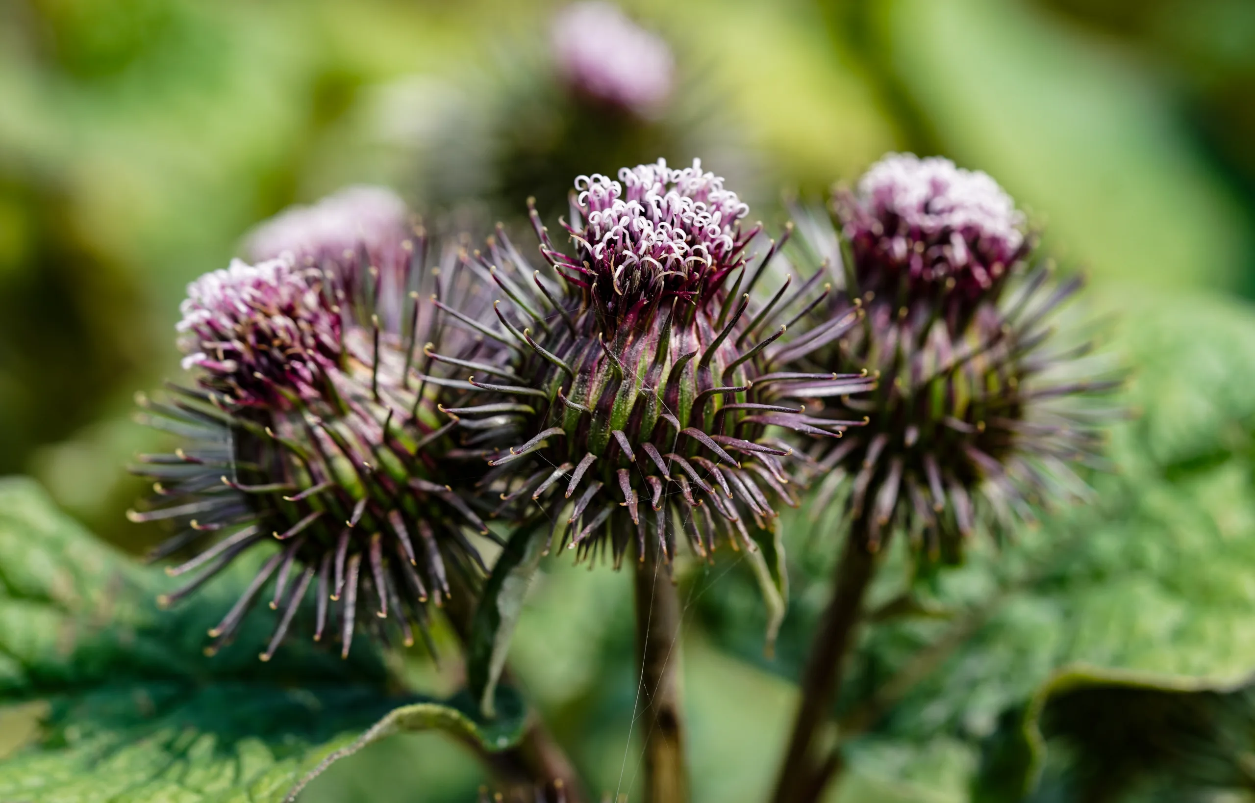 Arctium lappa