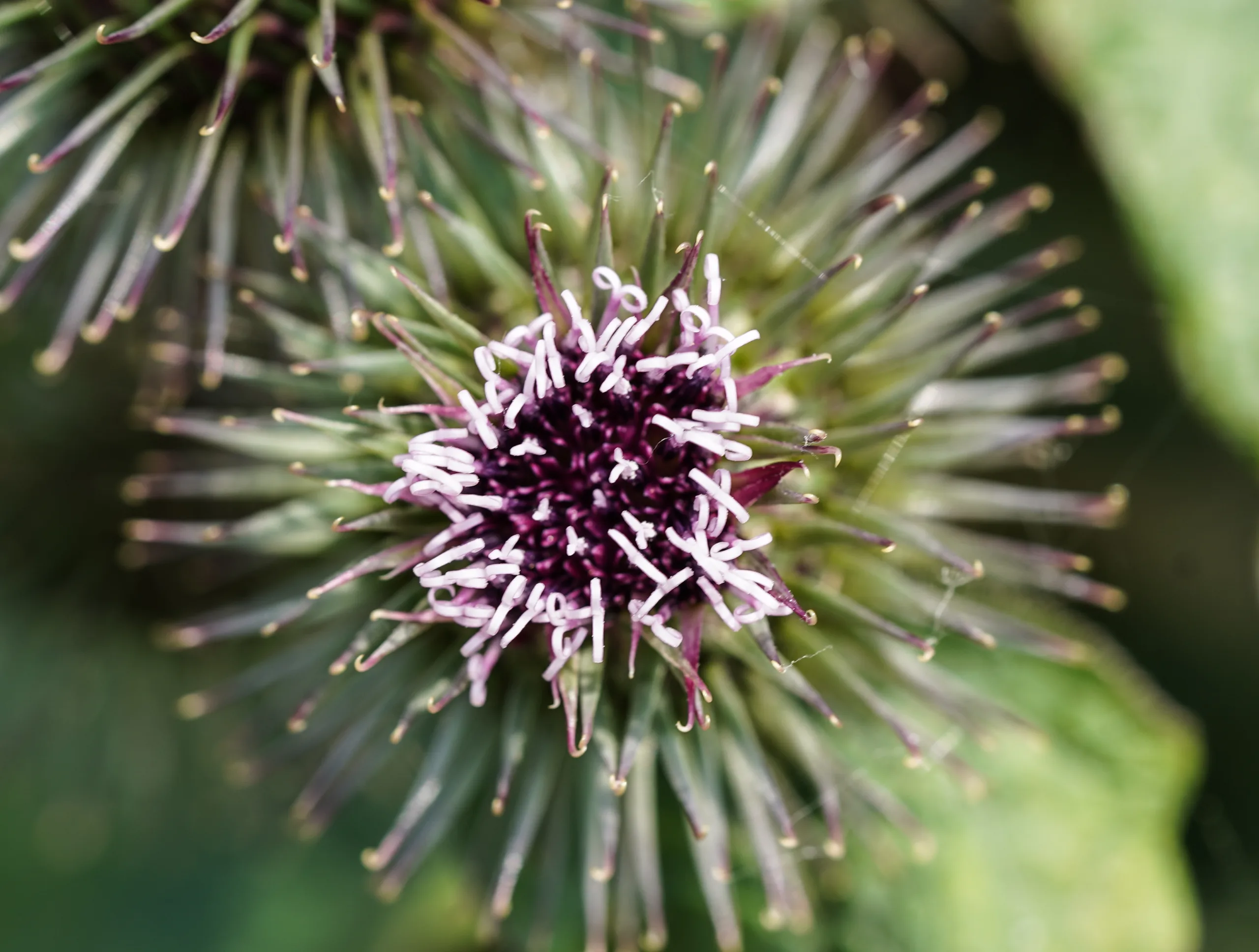Arctium lappa