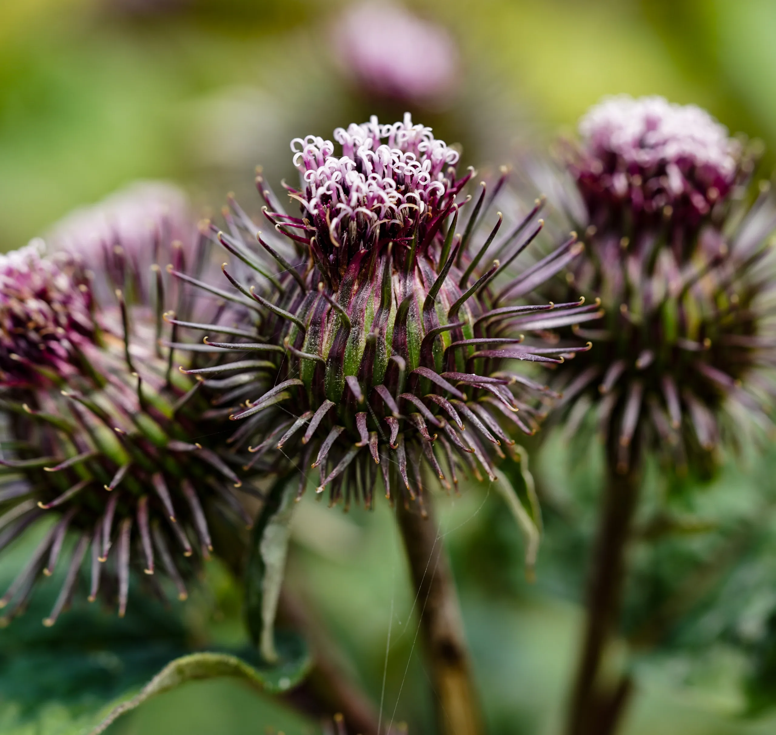 Arctium lappa