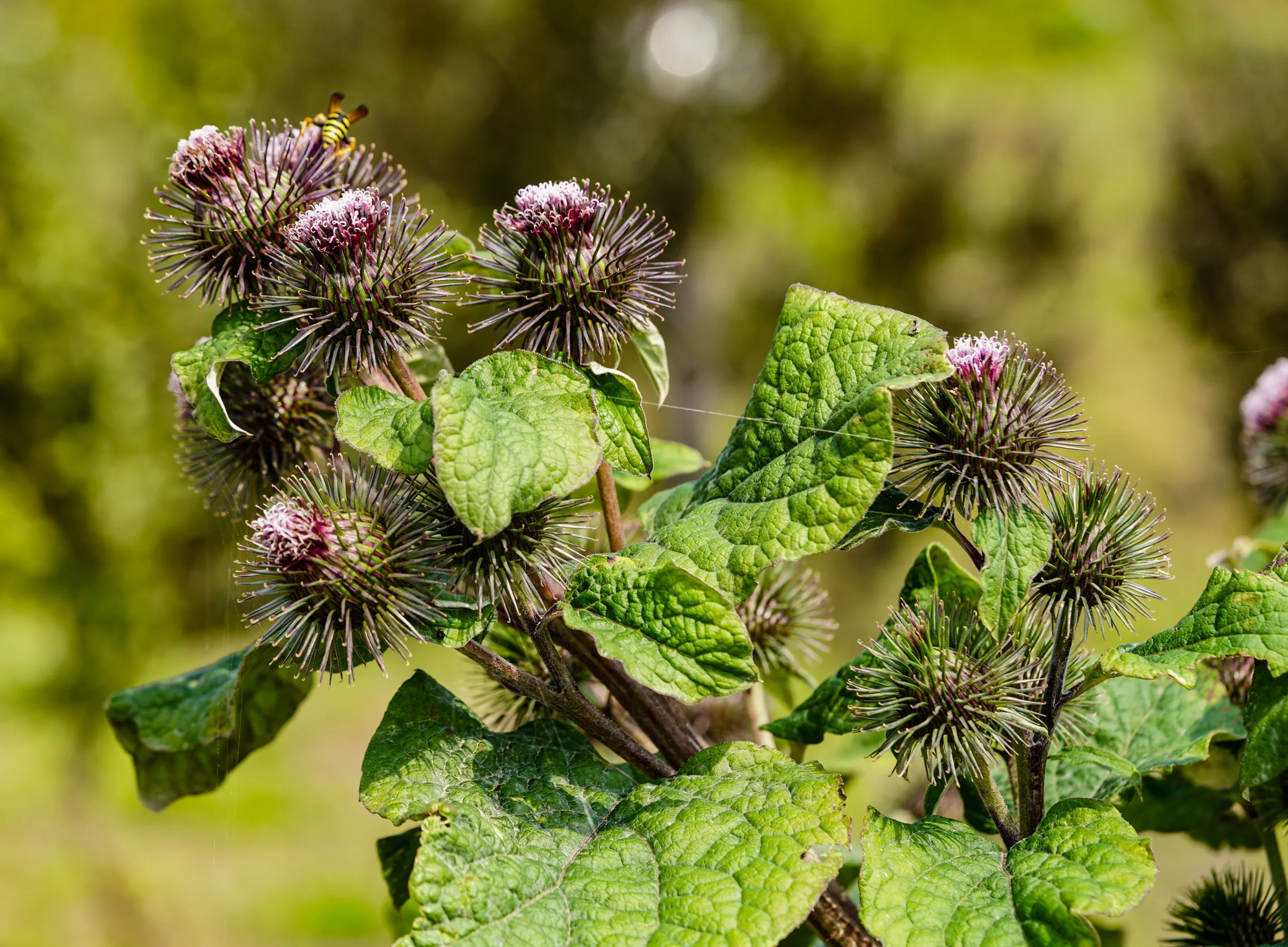 Arctium lappa