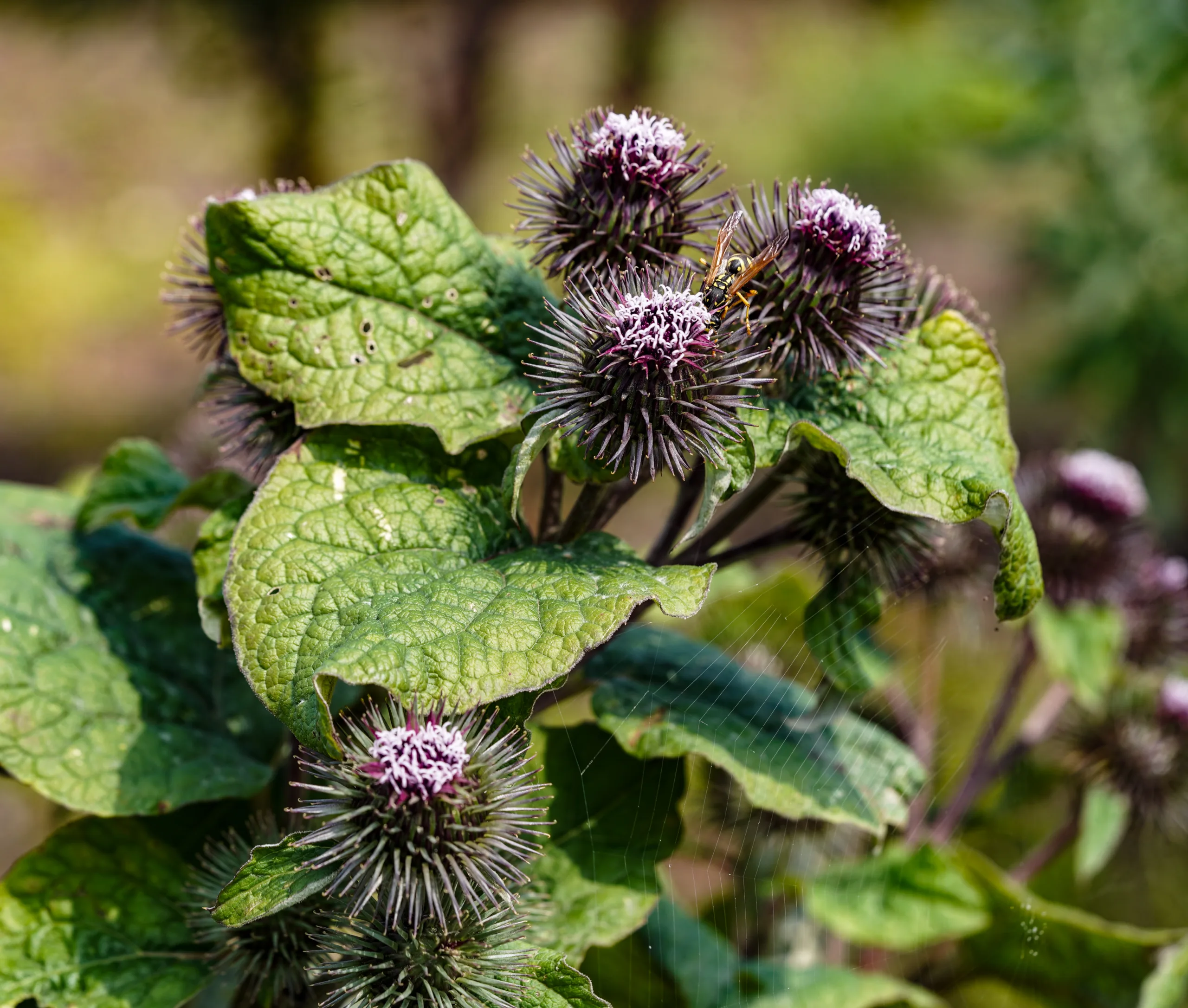Arctium lappa