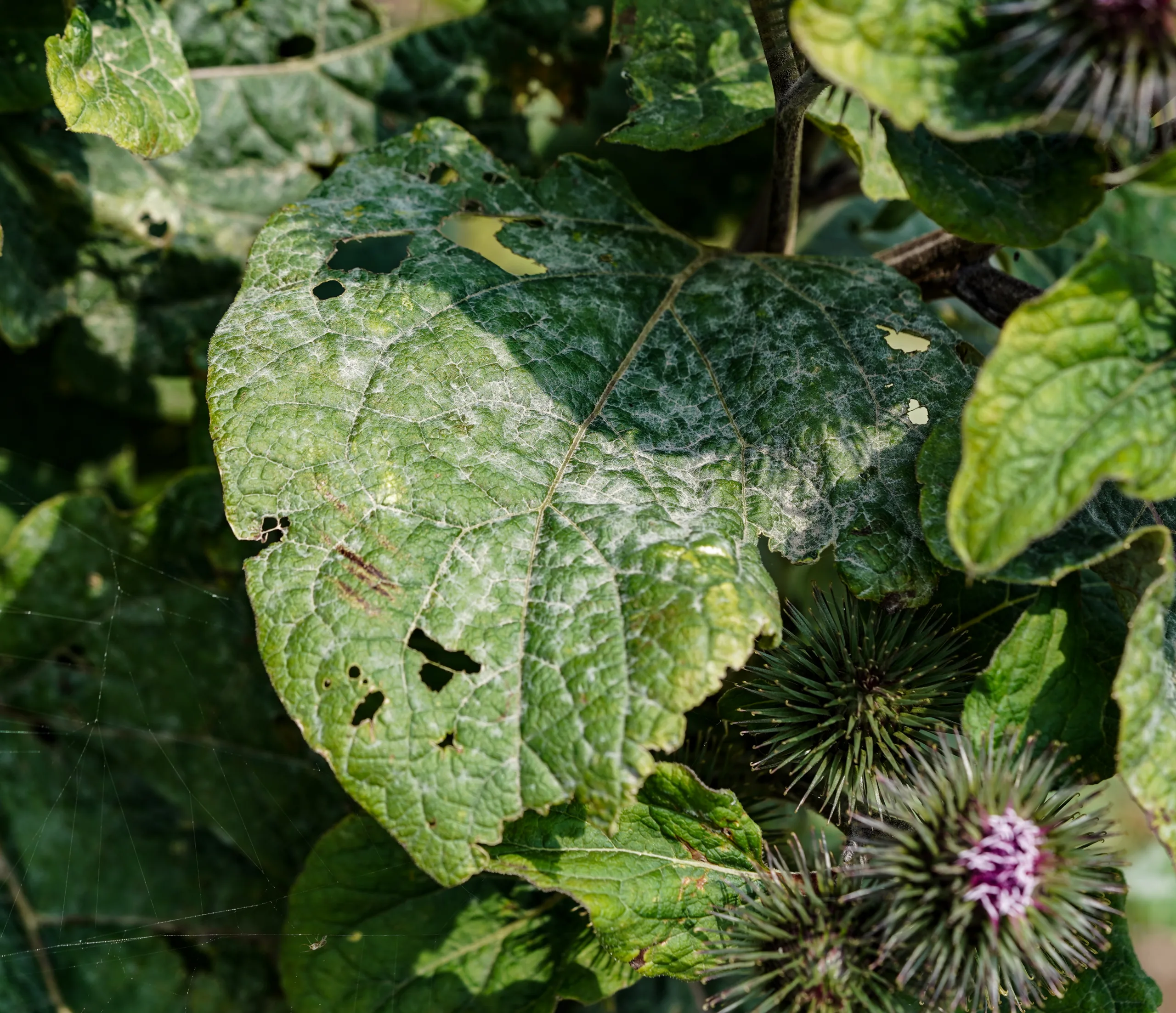 Arctium lappa