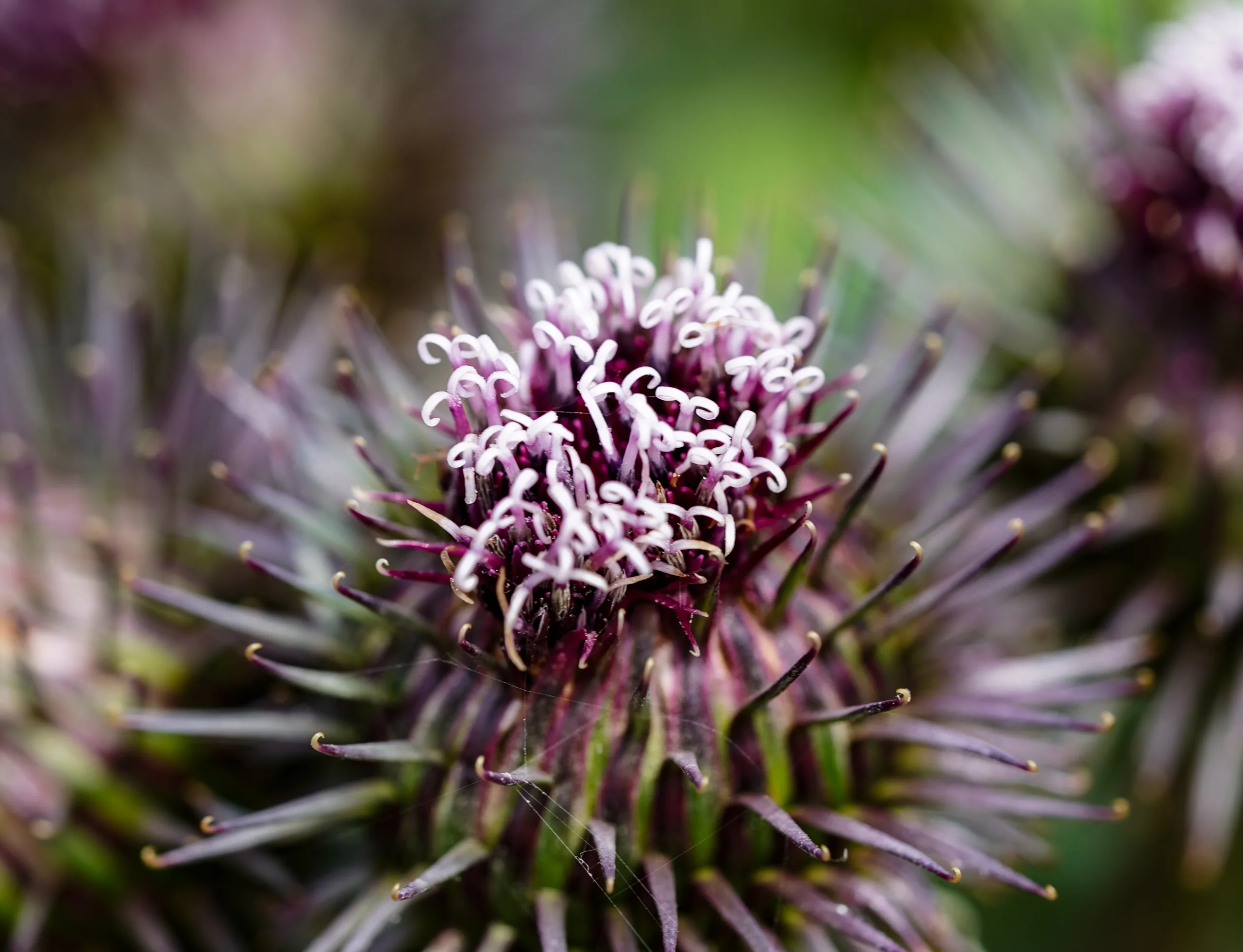 Arctium lappa