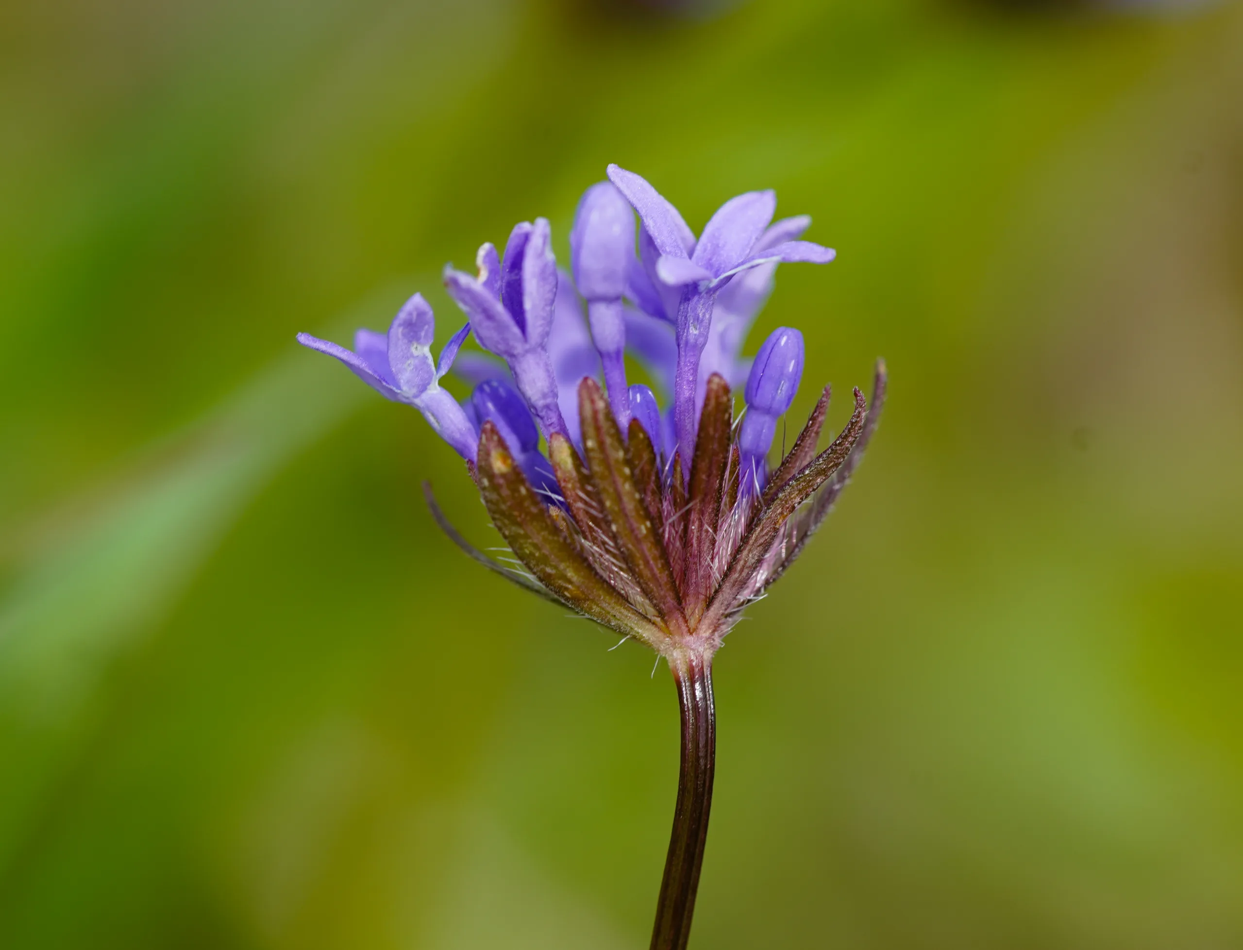 Asperula arvensis