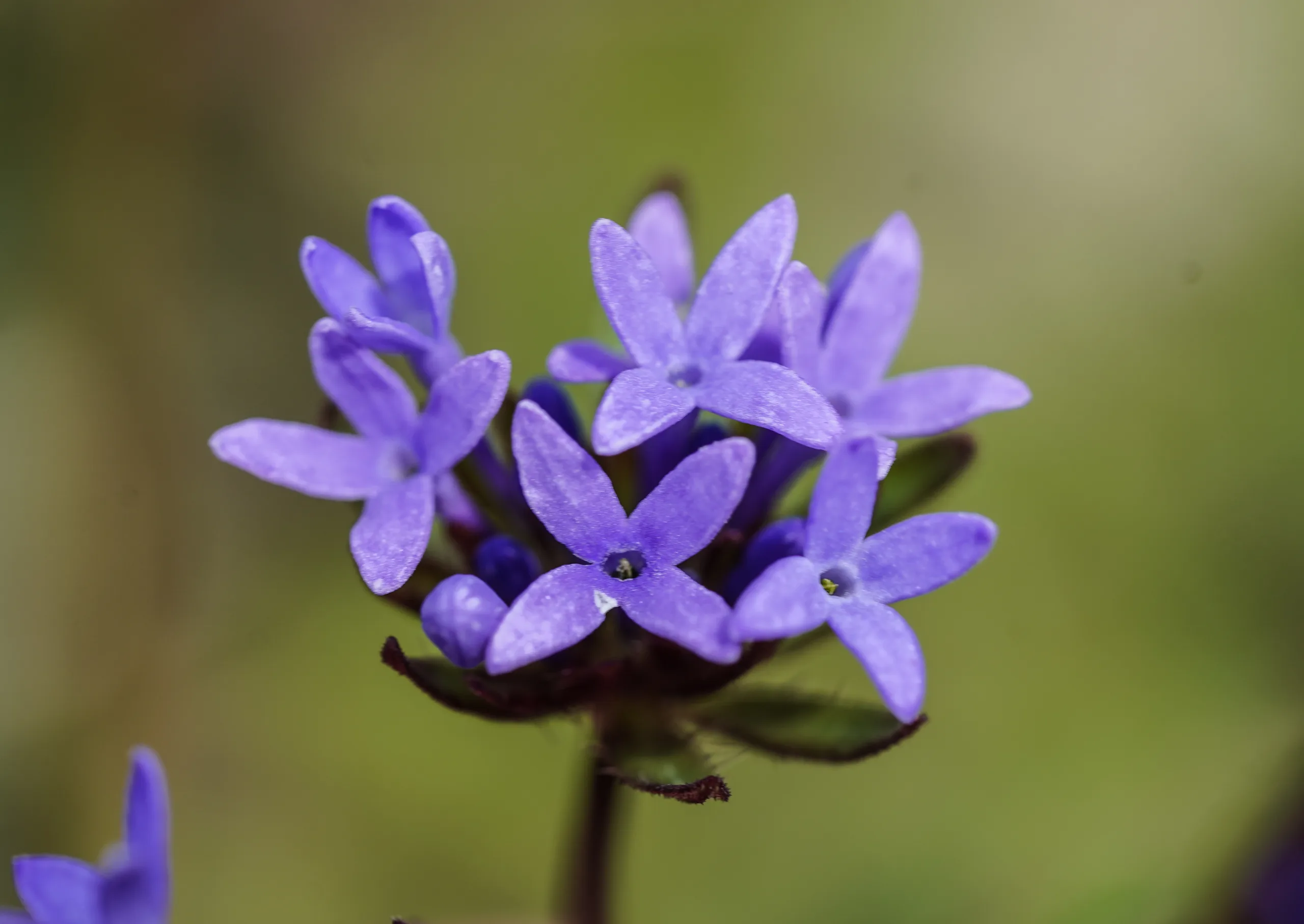 Asperula arvensis (Tarla belumotu)