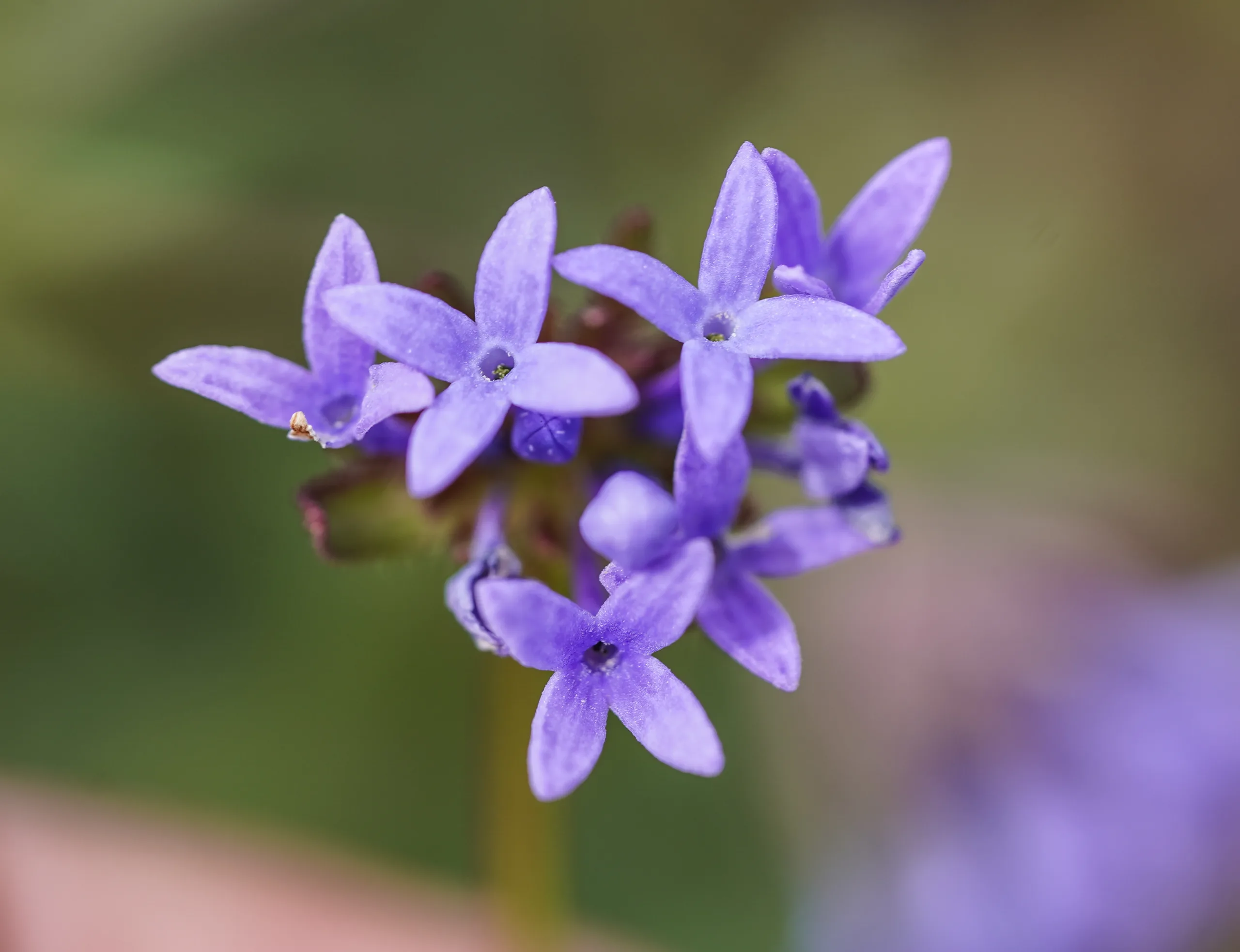 Asperula arvensis