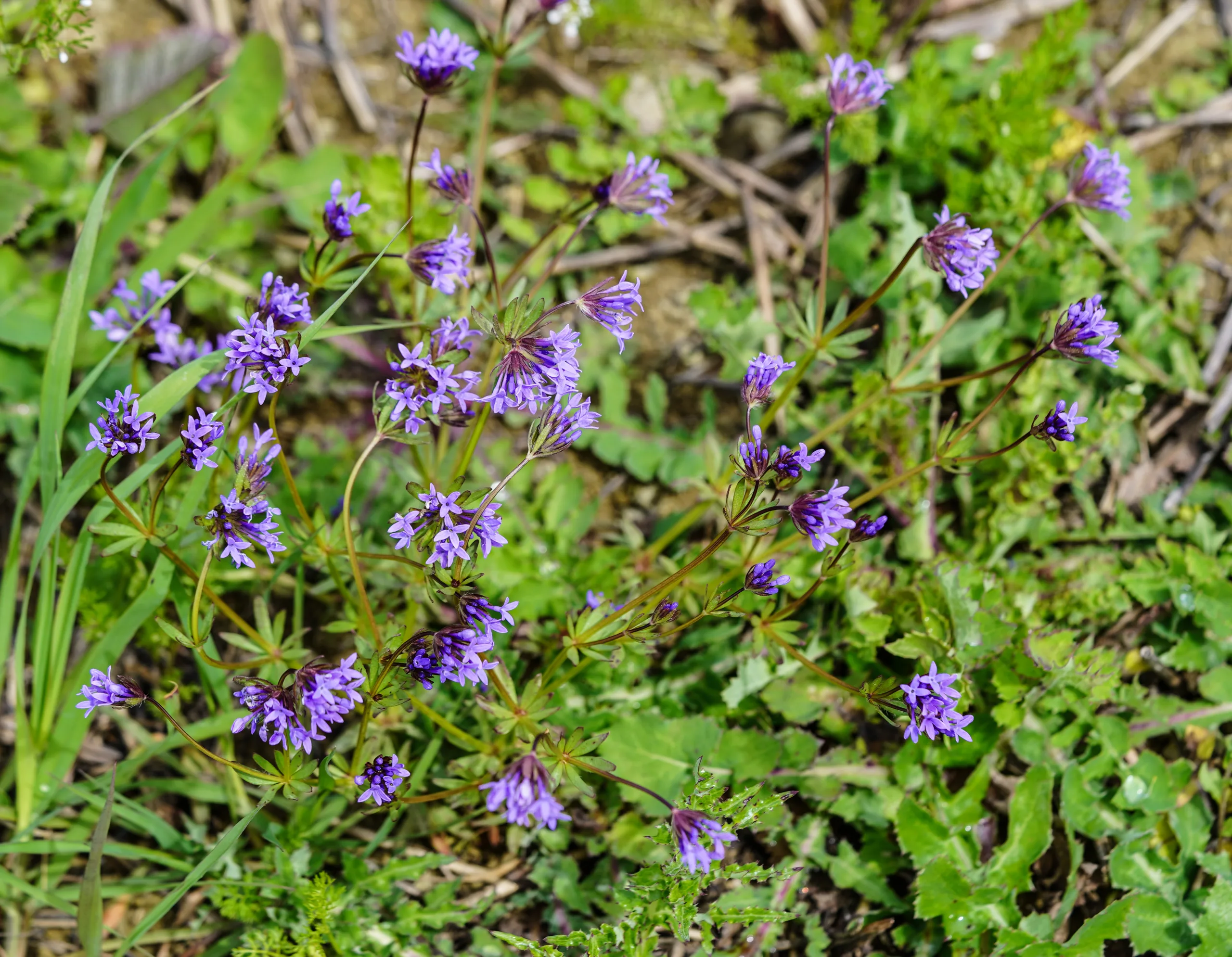Asperula arvensis
