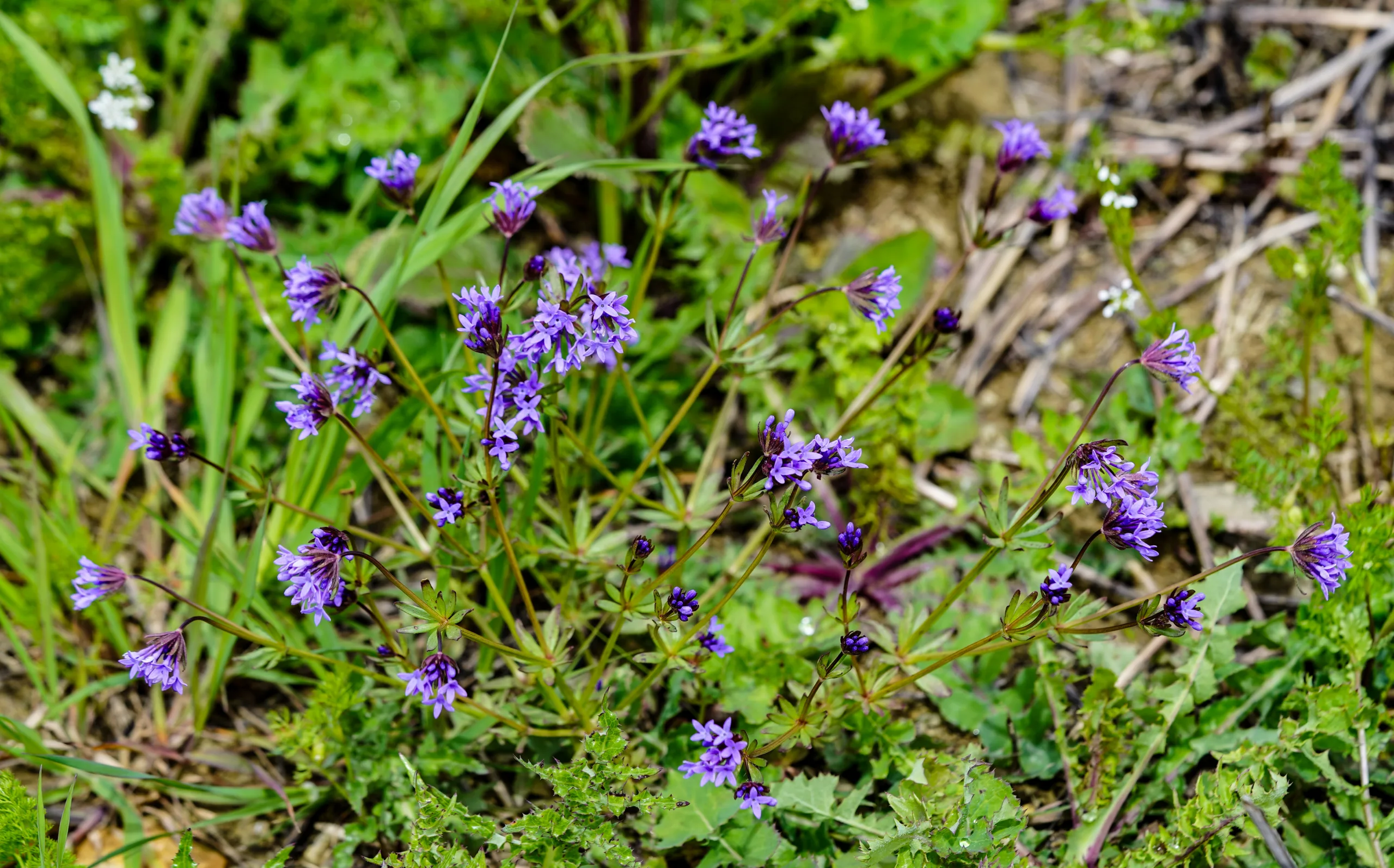 Asperula arvensis