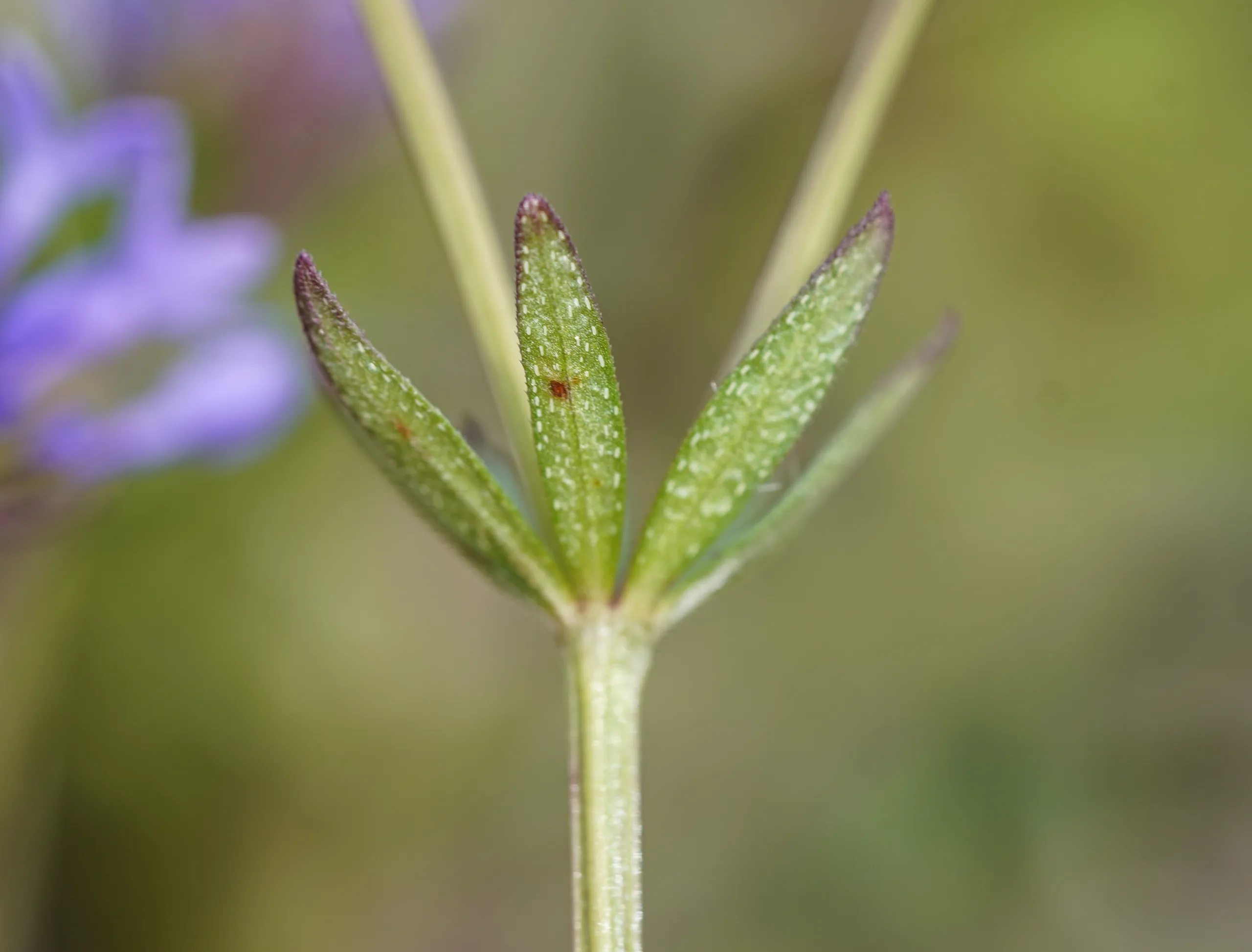 Asperula arvensis