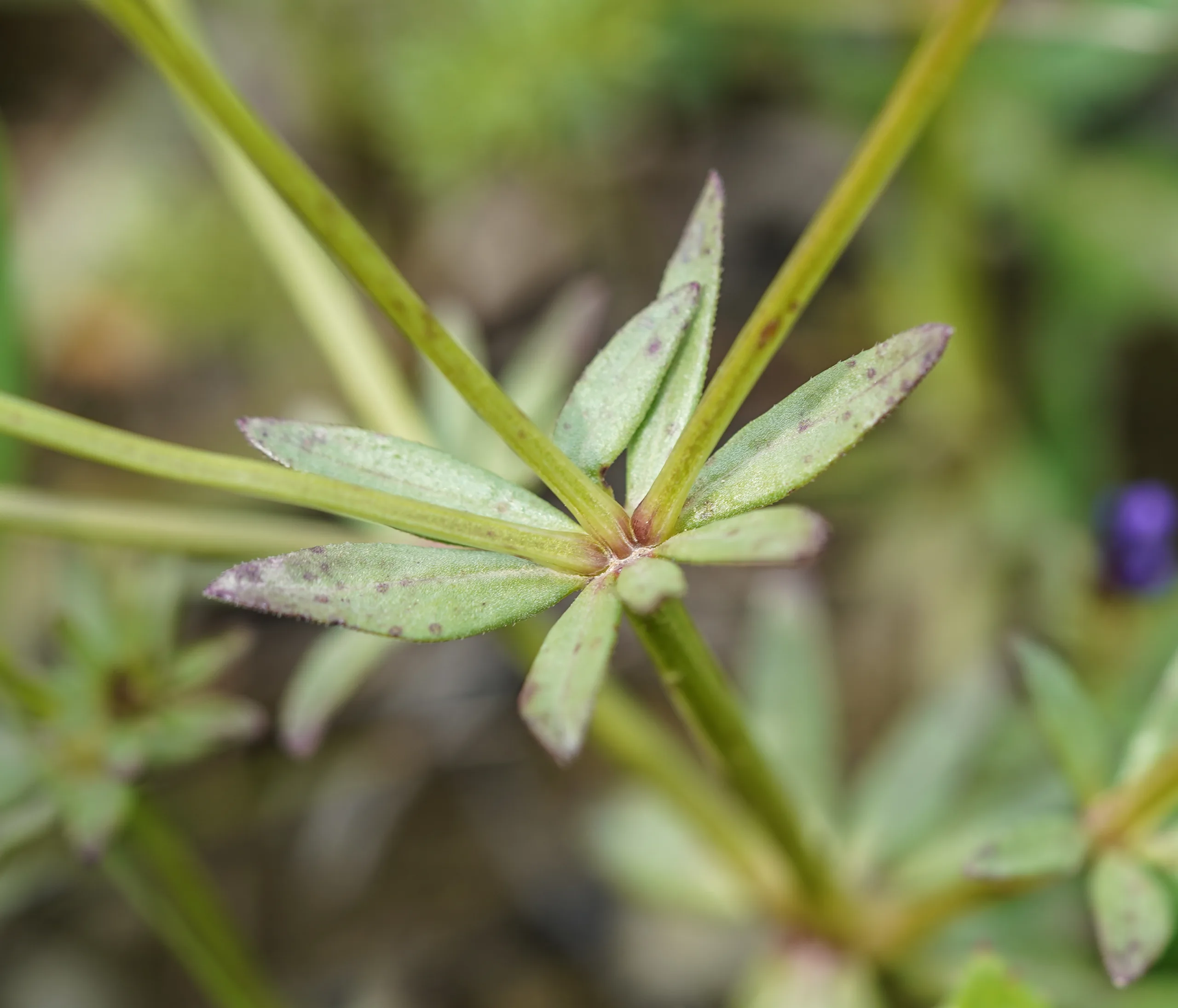 Asperula arvensis