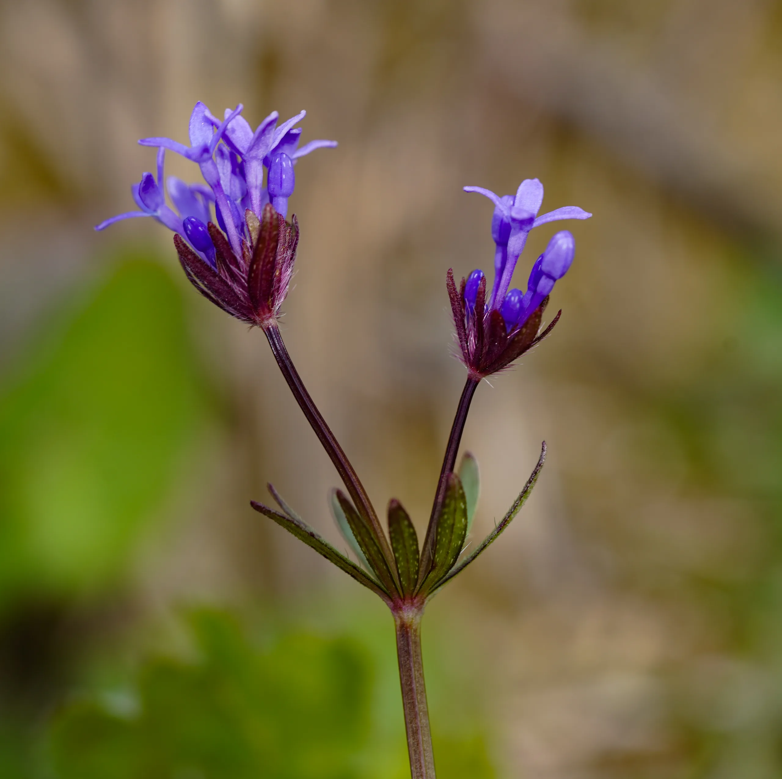 Asperula arvensis