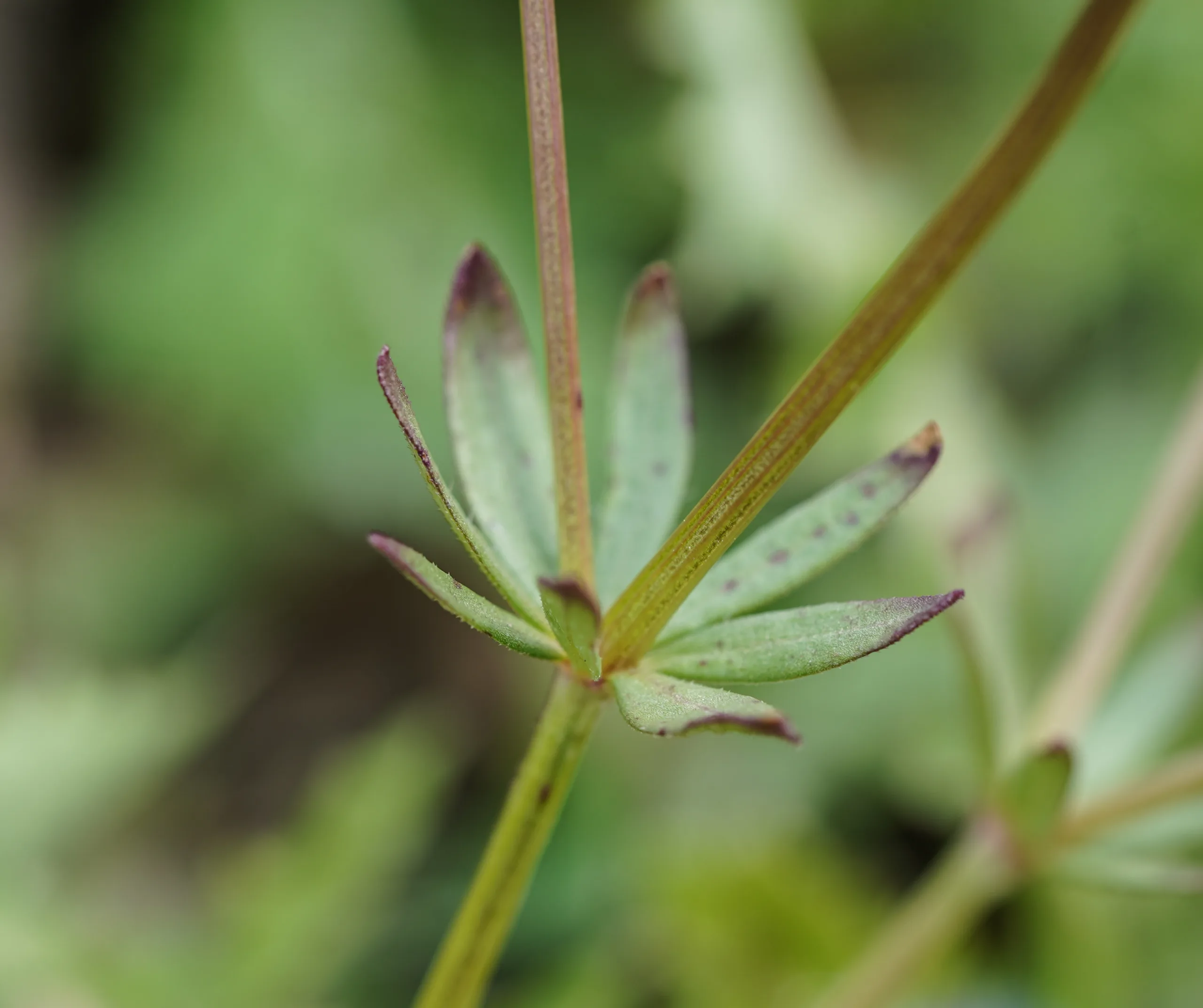 Asperula arvensis