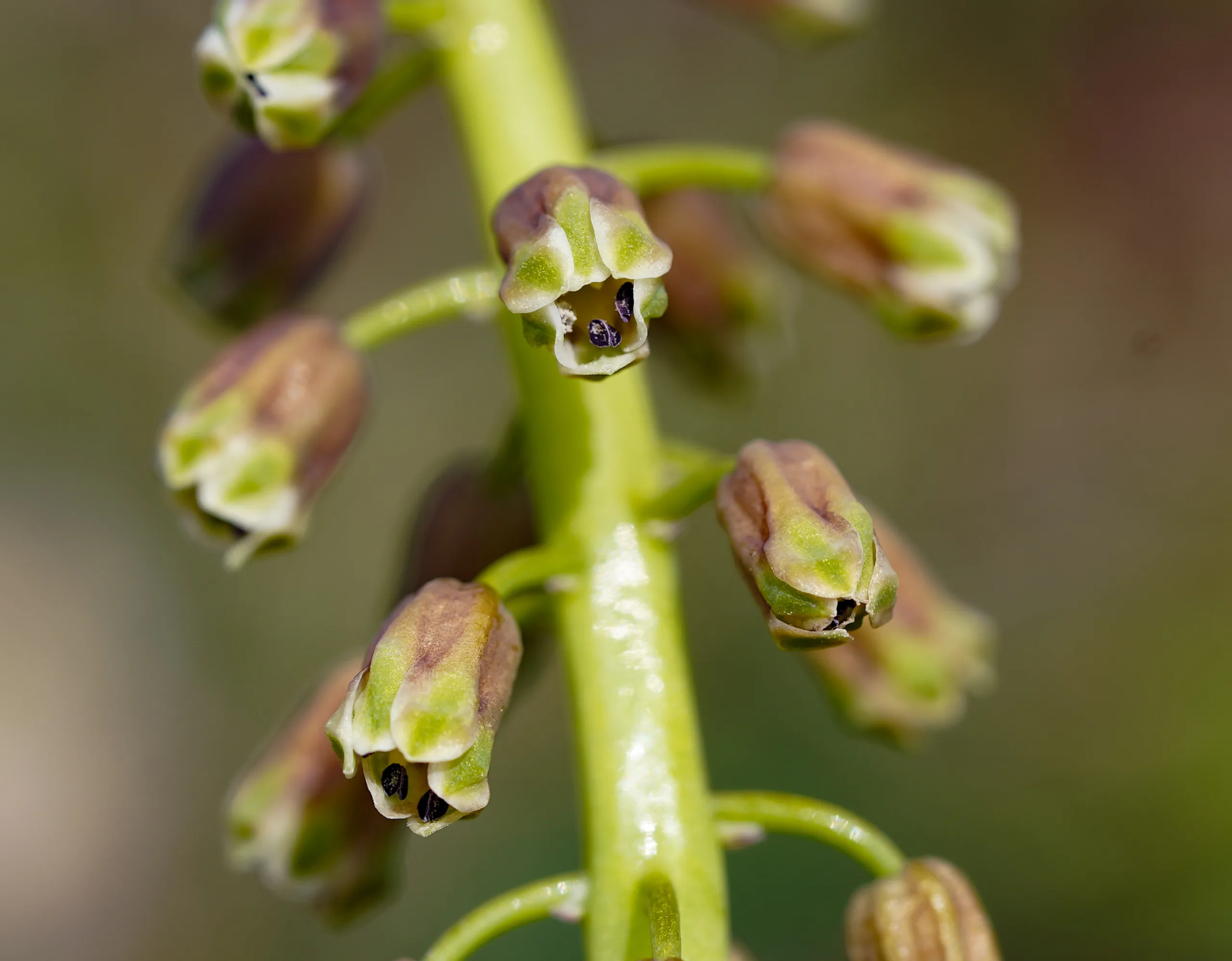 Bellevalia clusiana