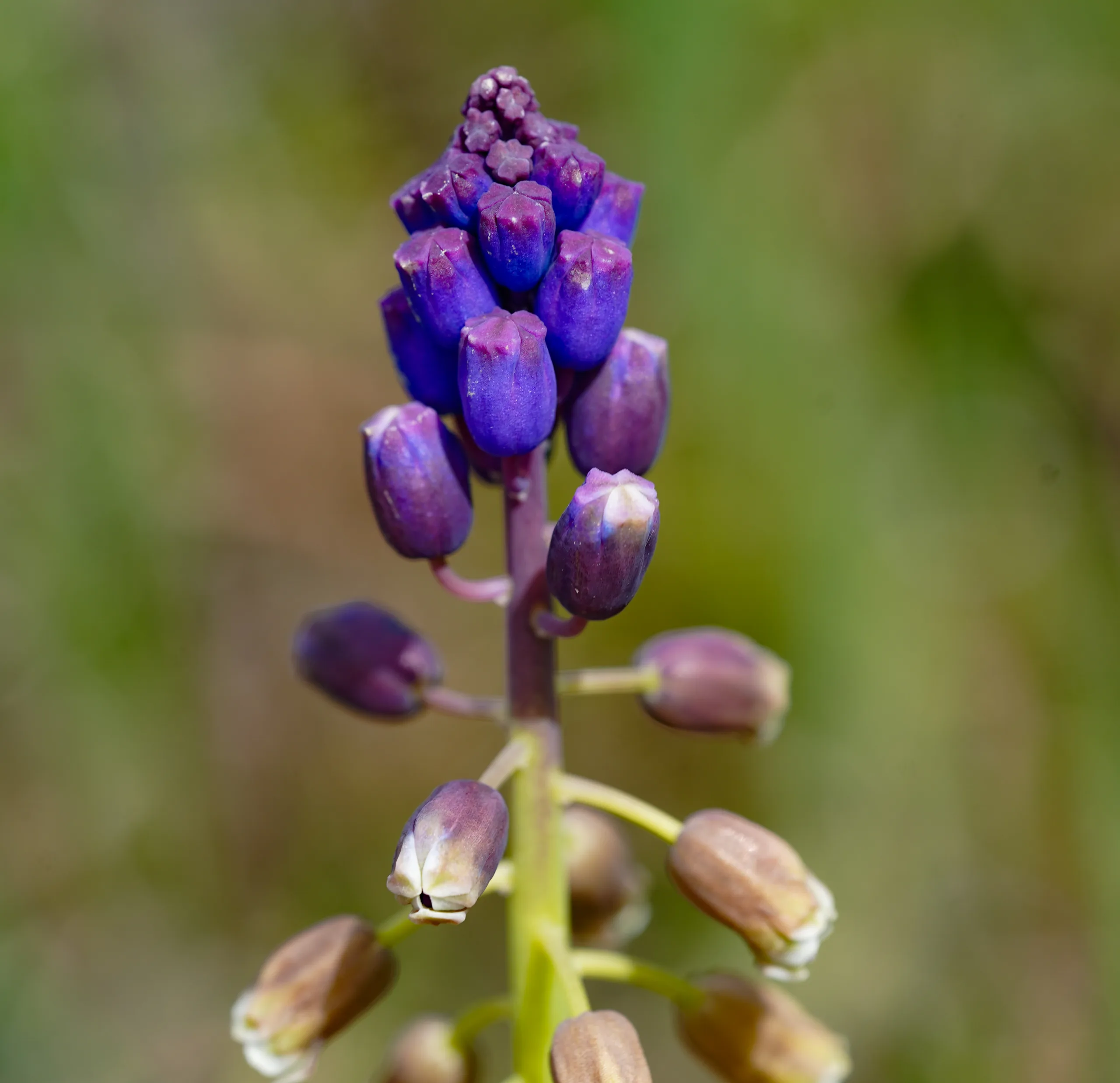Bellevalia clusiana