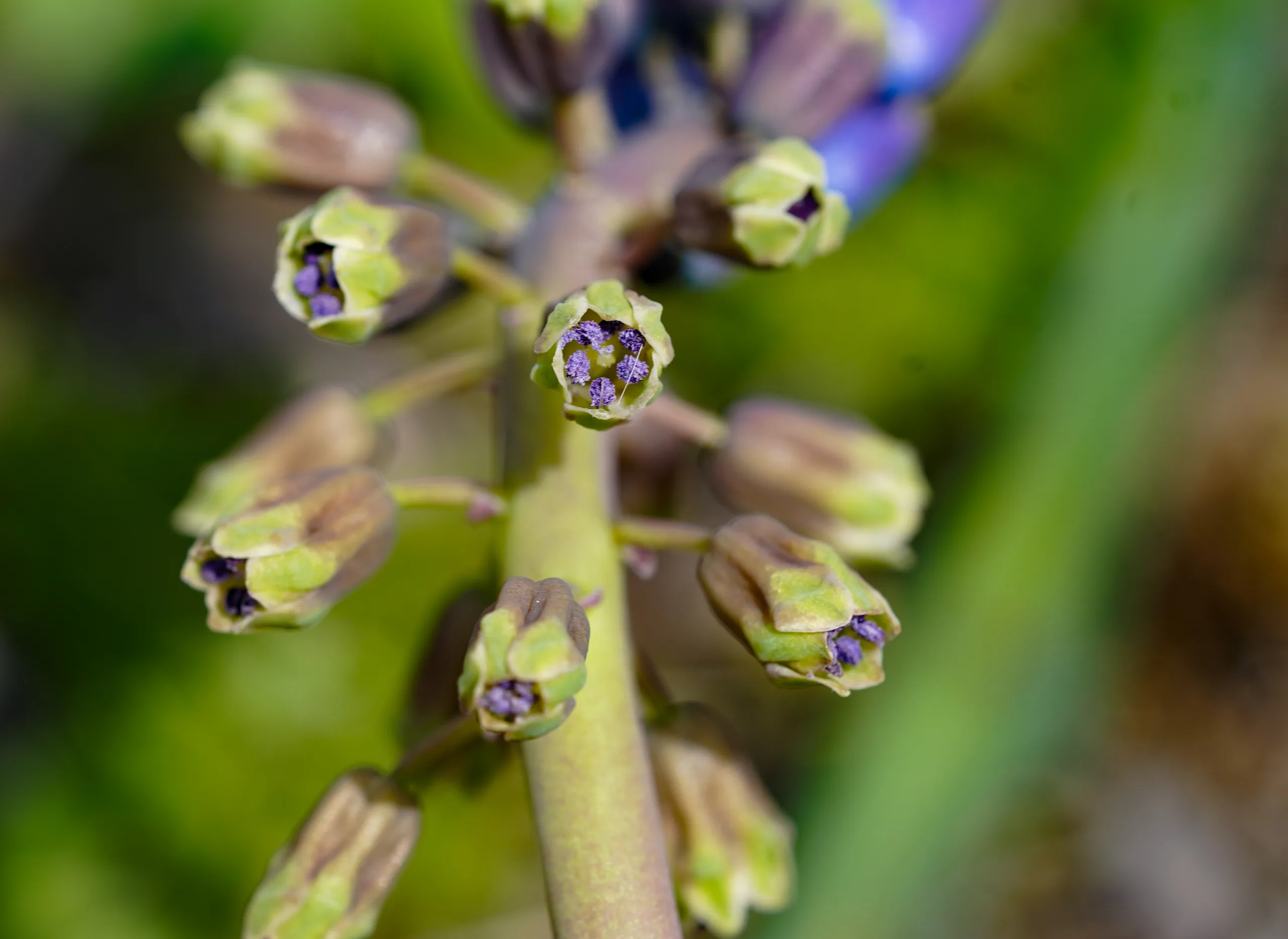 Bellevalia clusiana (Kır sümbülü)