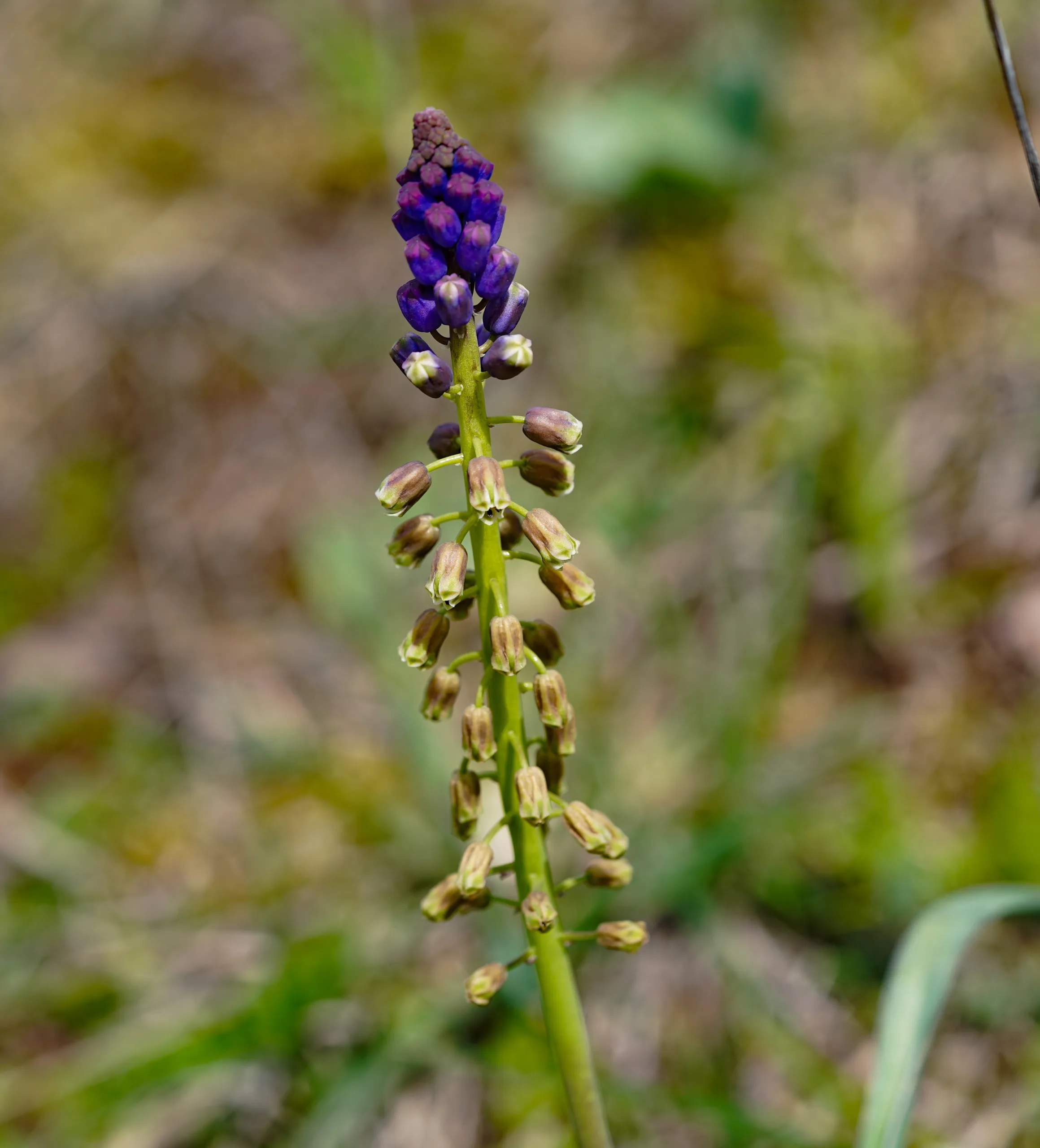 Bellevalia clusiana