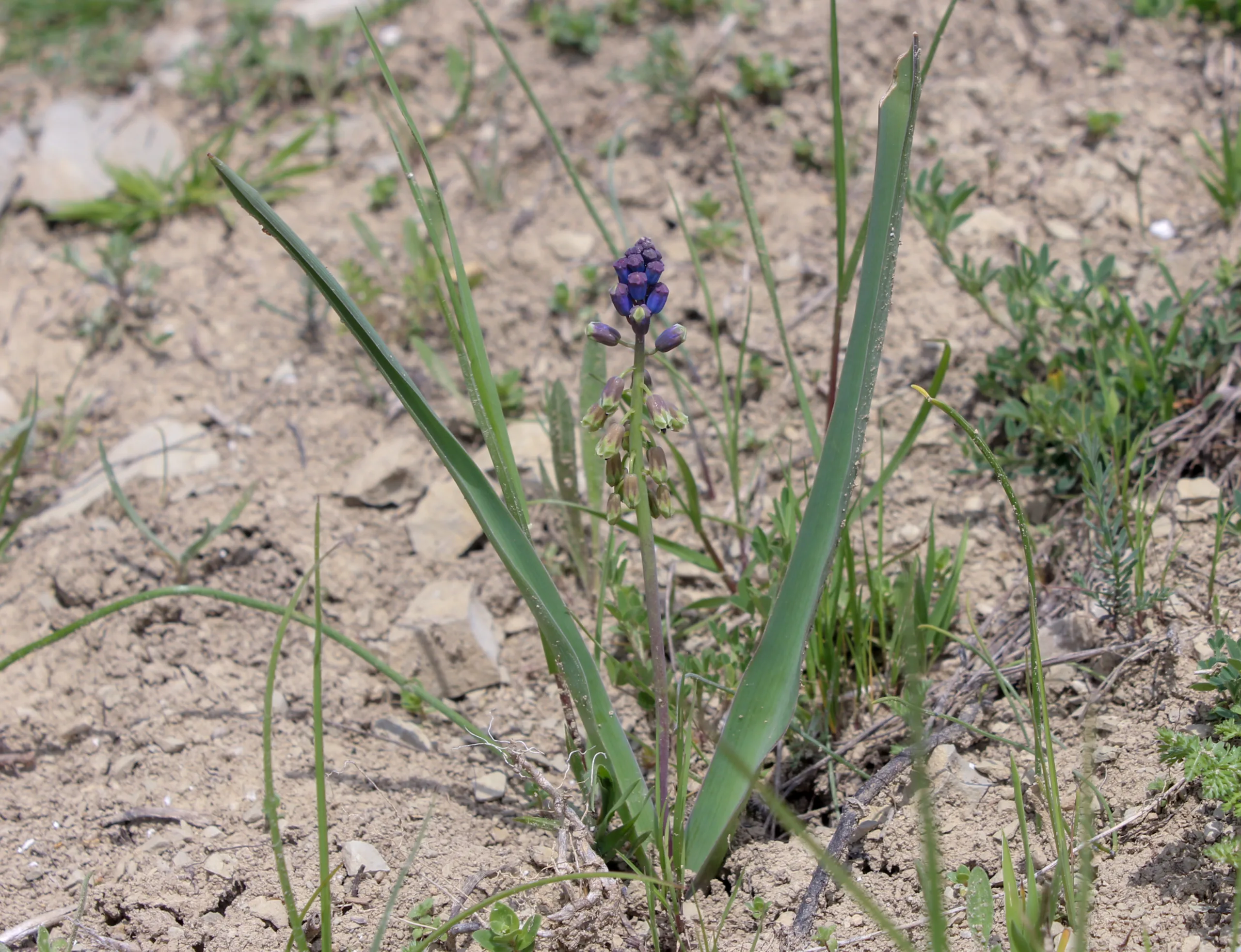 Bellevalia clusiana
