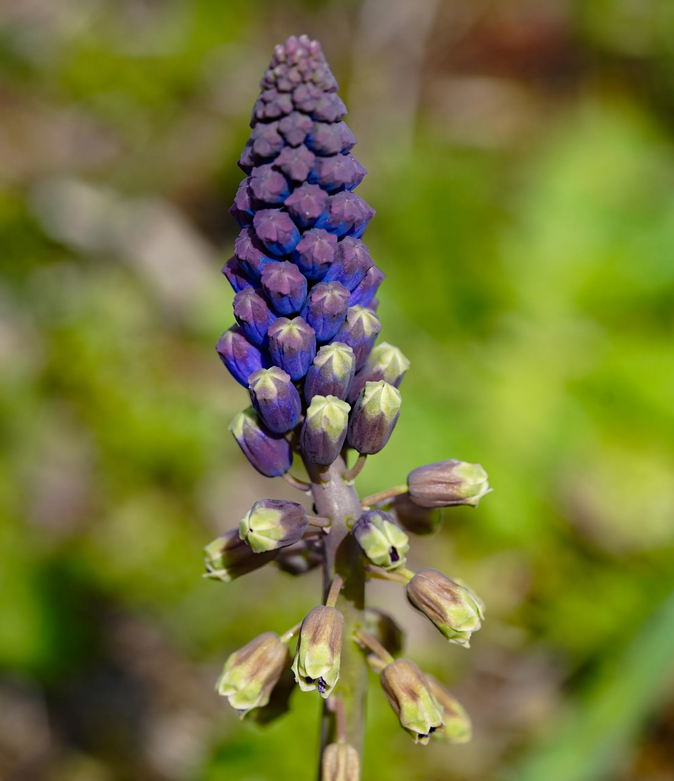Bellevalia clusiana